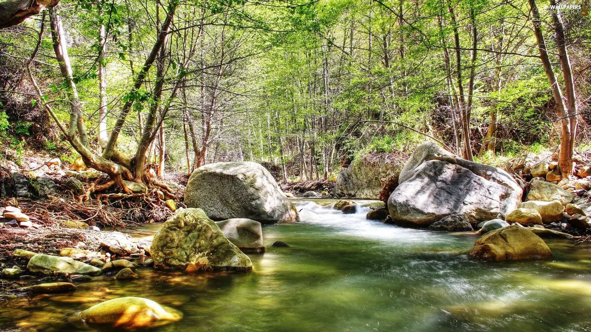 River, trees, viewes, Stones