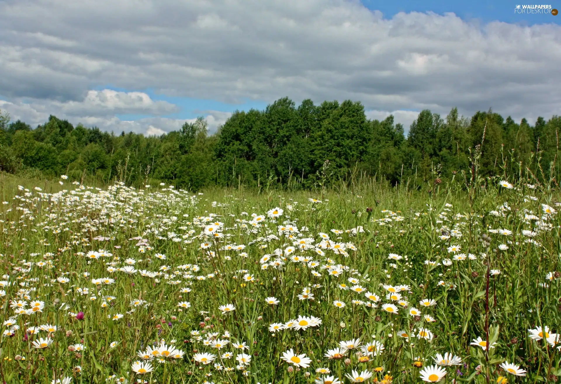 viewes, Sky, Meadow, trees, Flowers