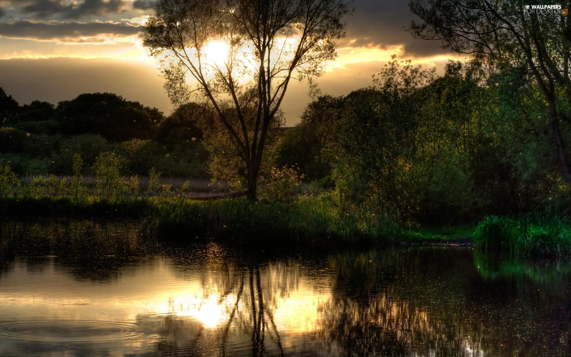 viewes, Sky, Bush, trees, lake