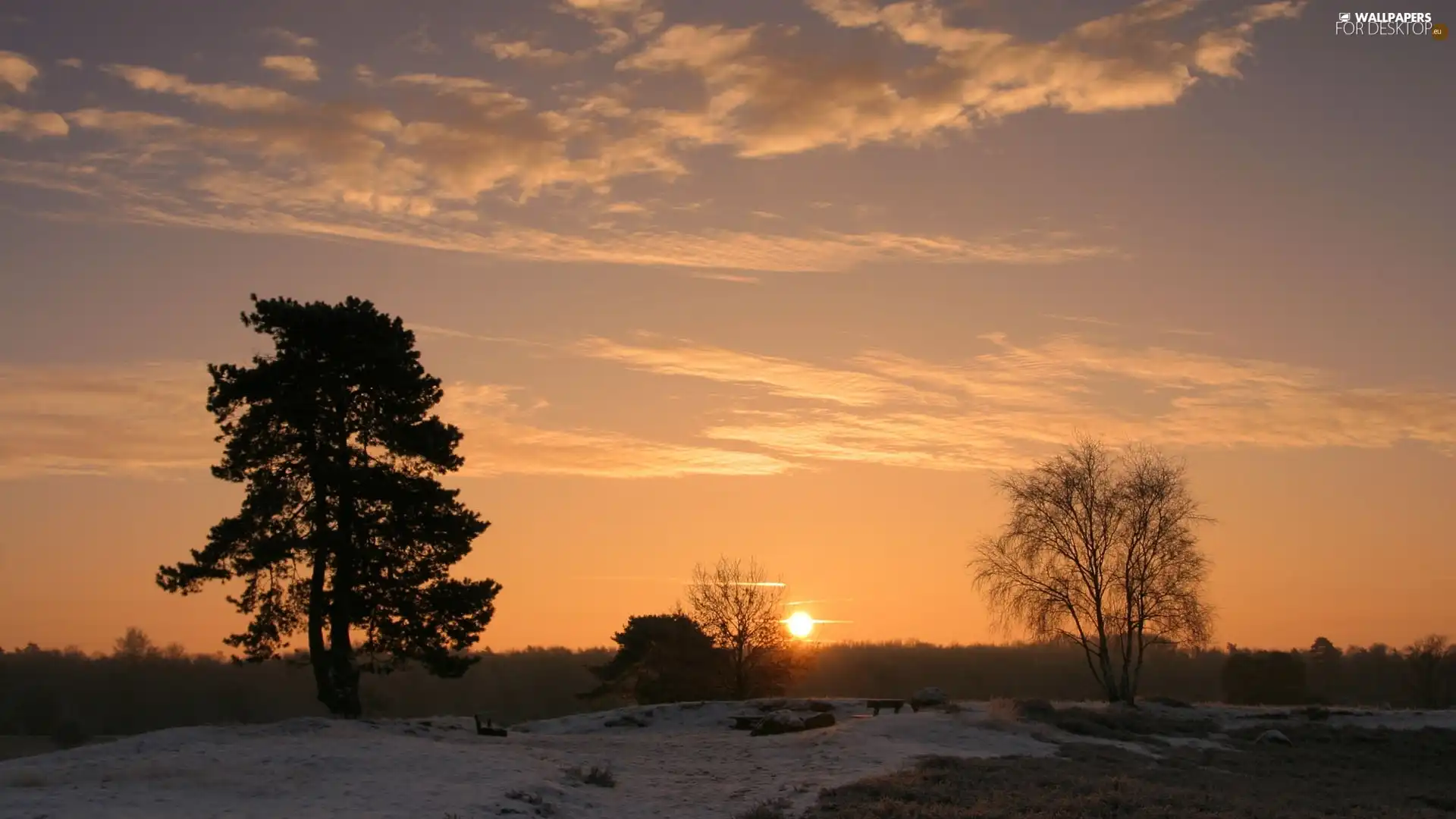 viewes, snow, sun, trees, west