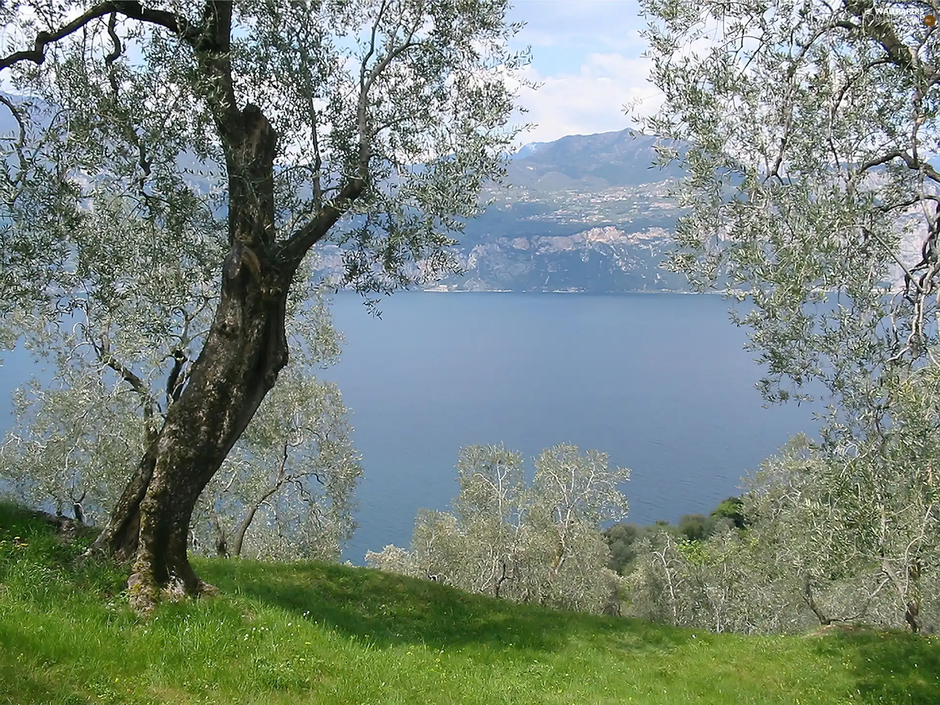 flourishing, River, viewes, Spring, trees, Mountains