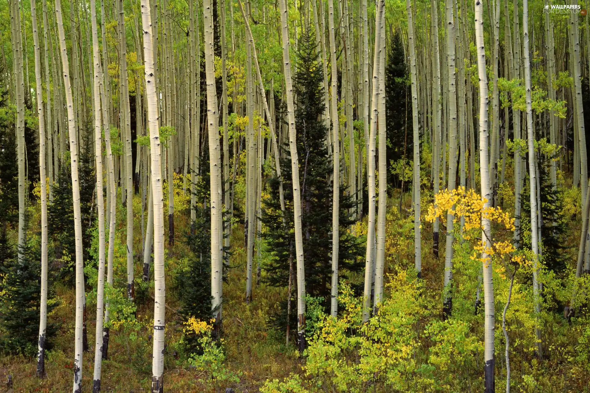 viewes, Stems, high, trees, forest