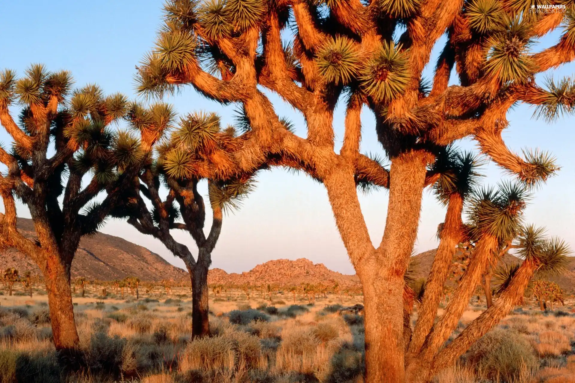 viewes, sun, Mountains, trees, California