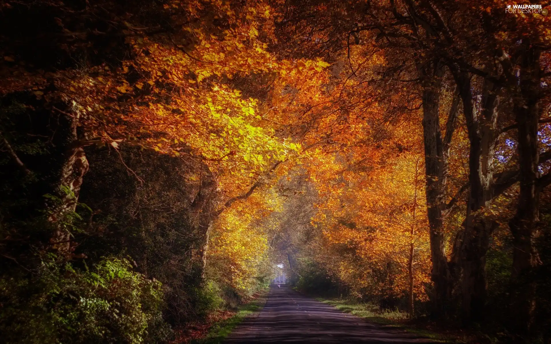 trees, Way, viewes, Przebijające, luminosity, autumn, sun, flash, ligh