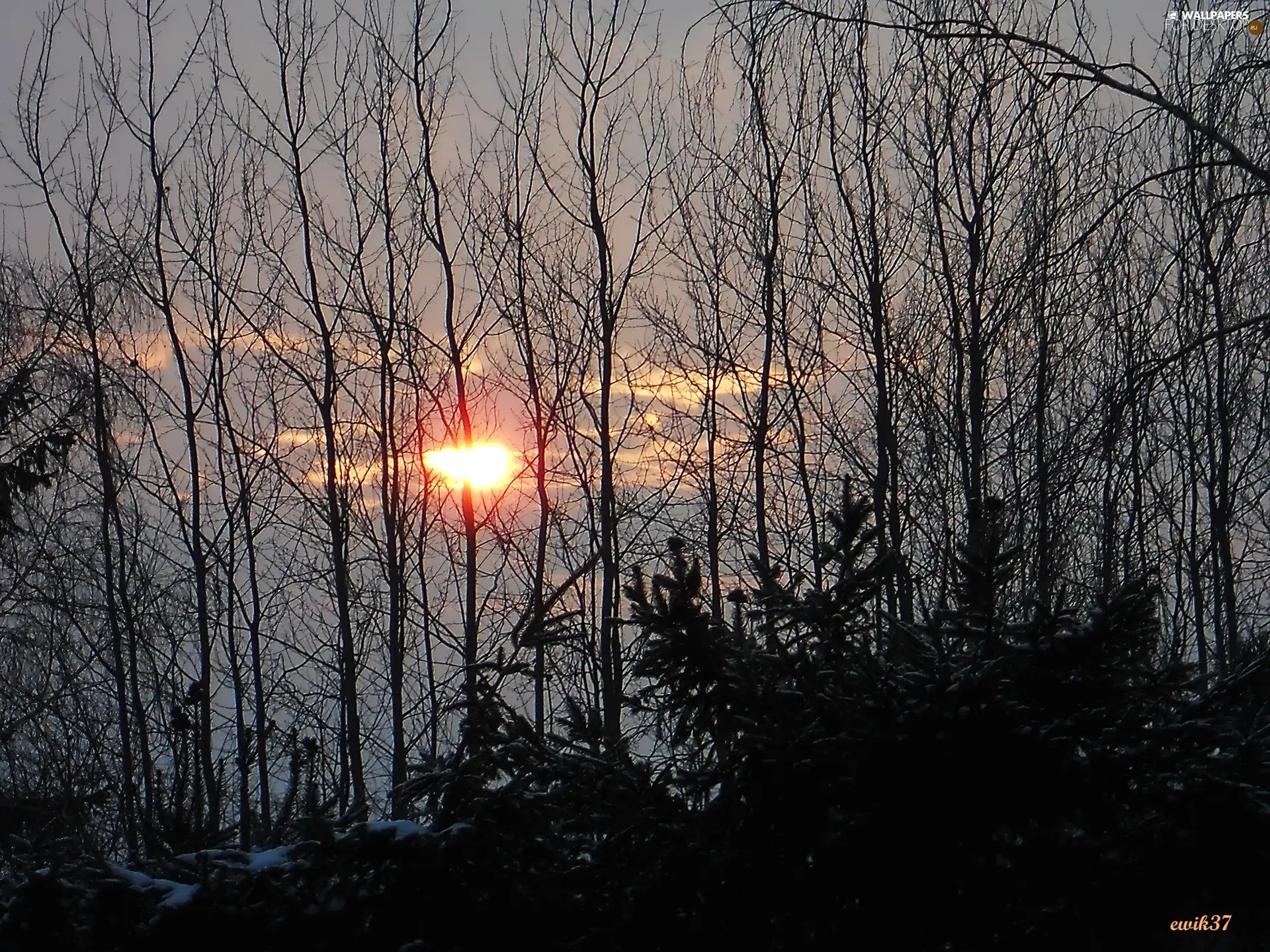 viewes, sun, Snowy, trees, winter