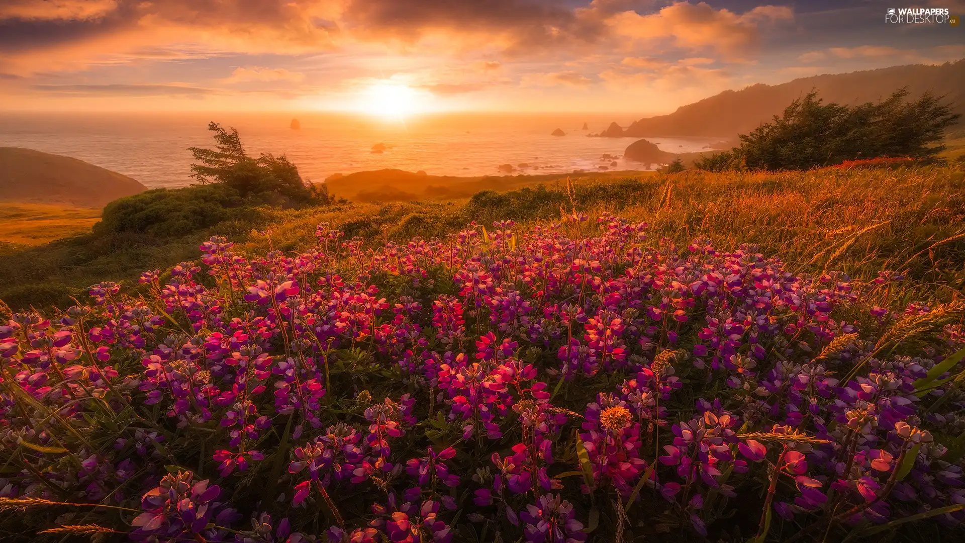 viewes, Coast, Flowers, Fog, lupine, sea, Meadow, clouds, Sunrise, trees