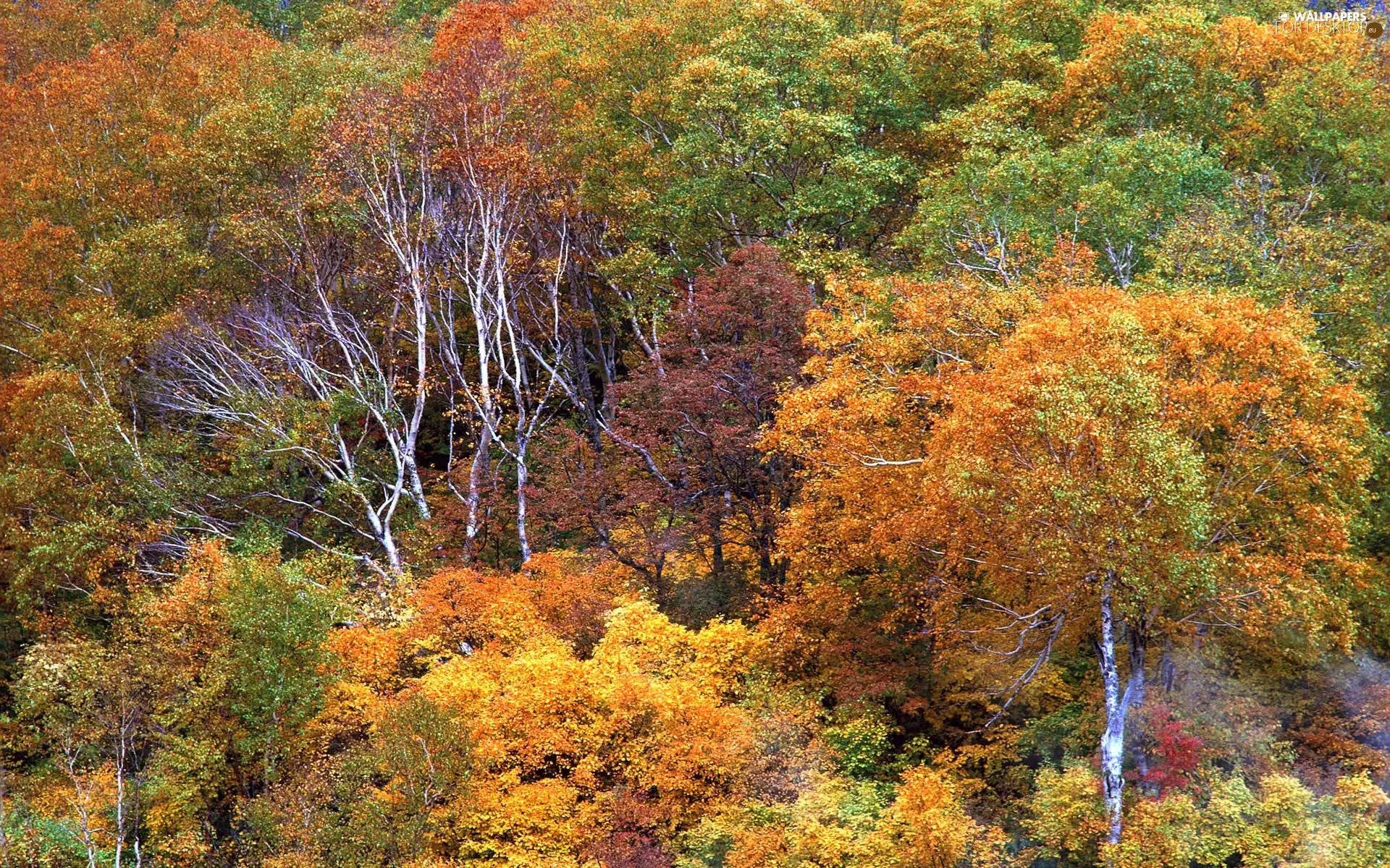 viewes, autumn, trees