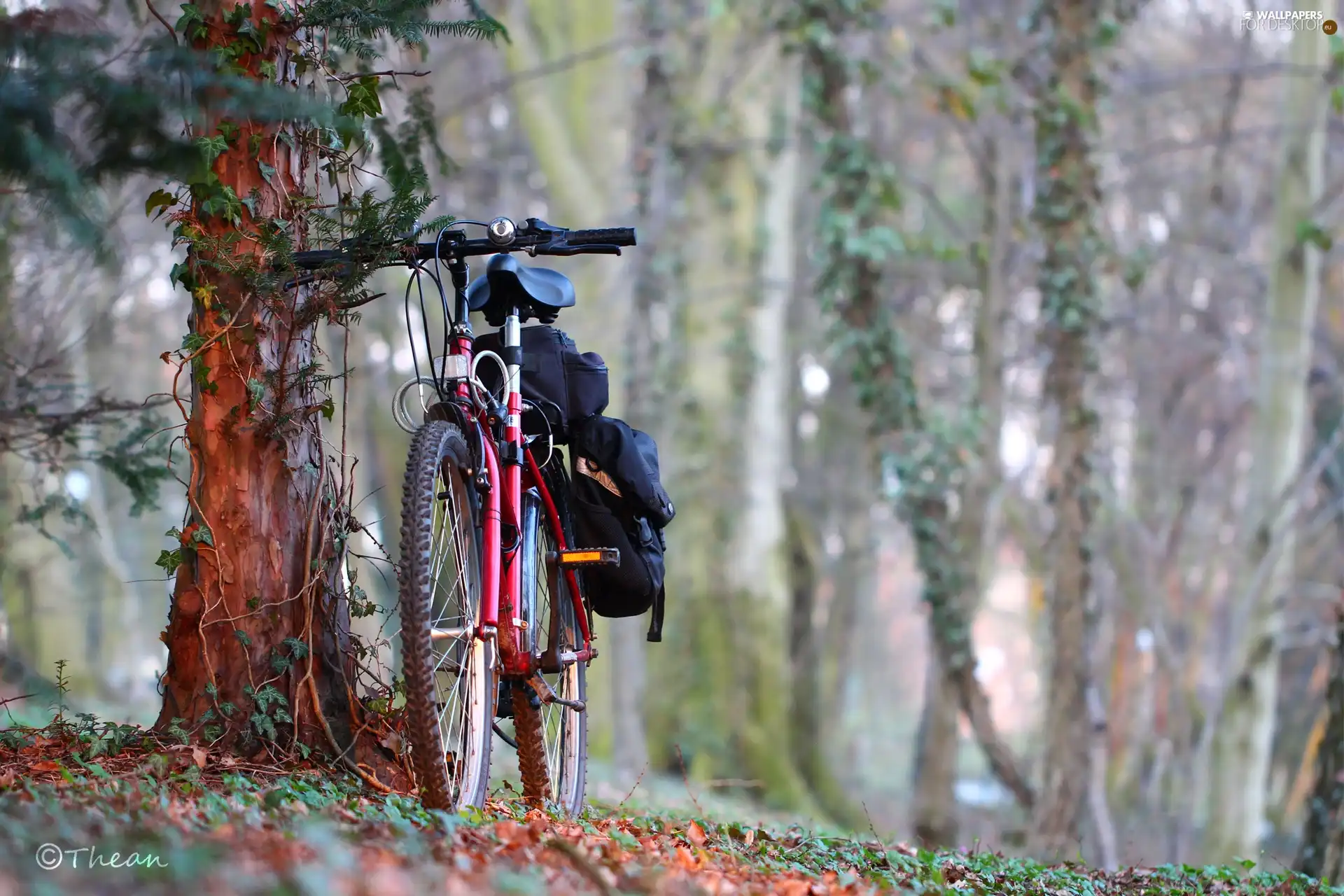 viewes, Bike, trees