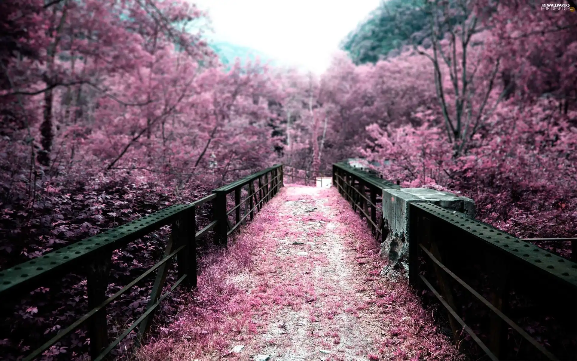 viewes, bridge, trees