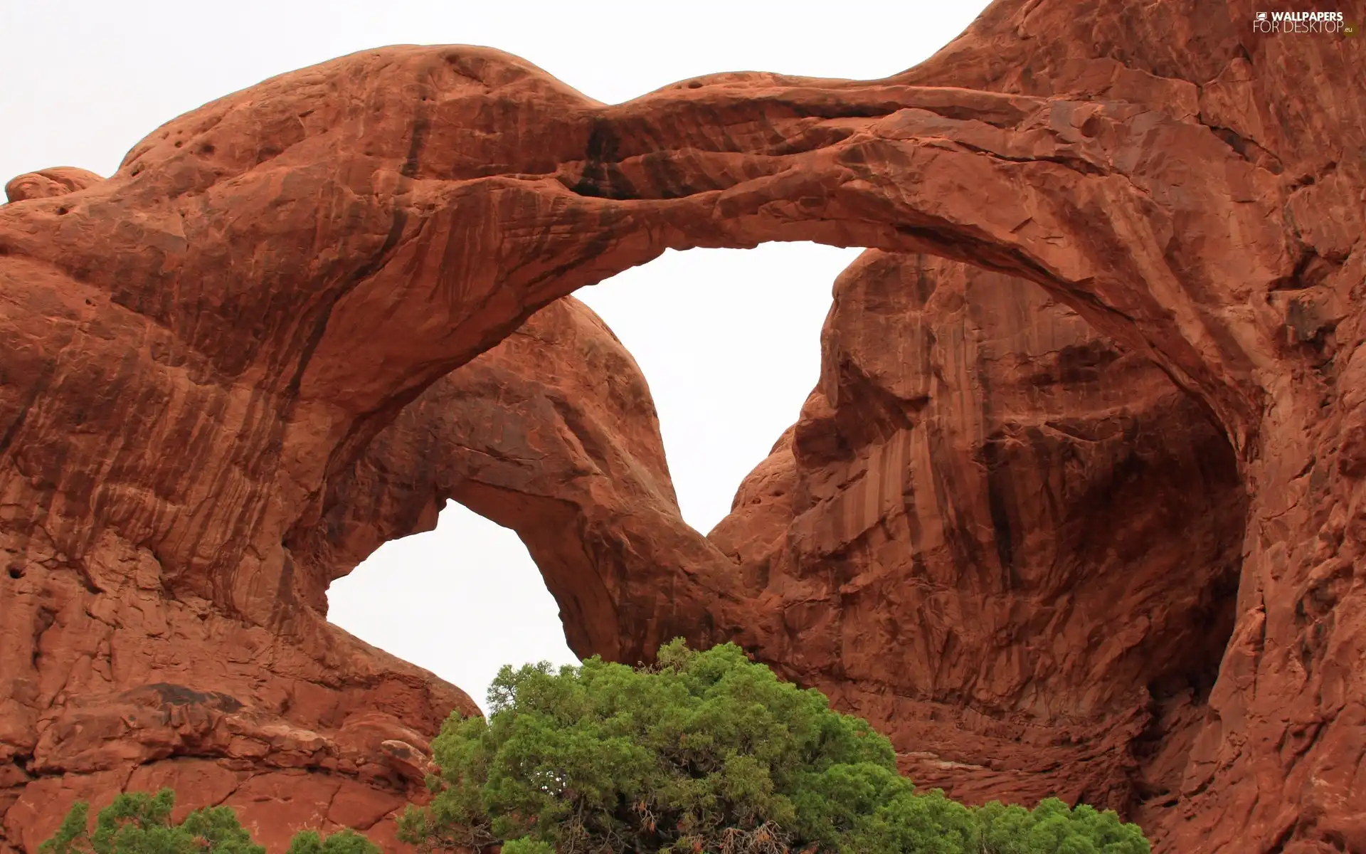 viewes, canyon, trees