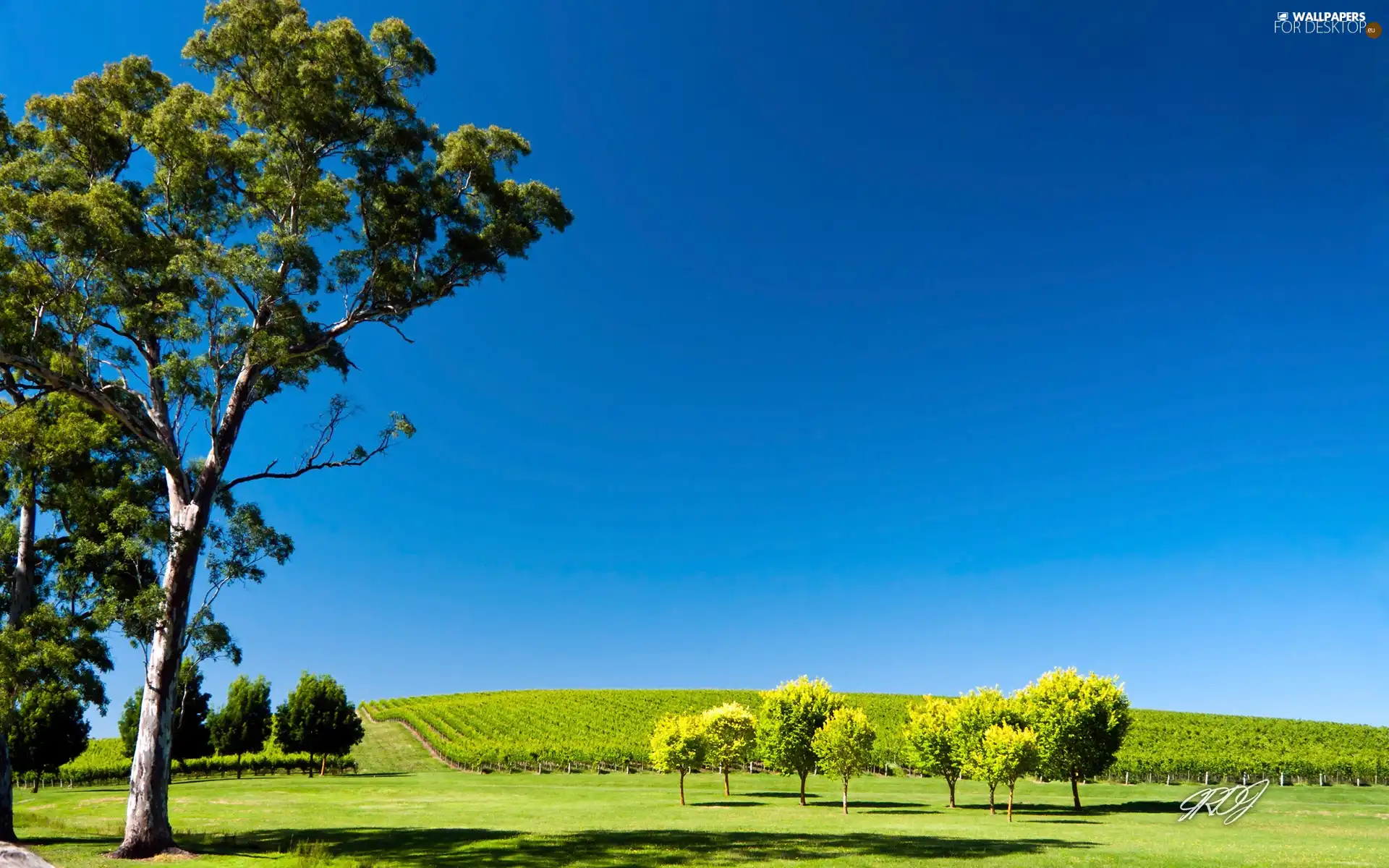 viewes, Field, trees