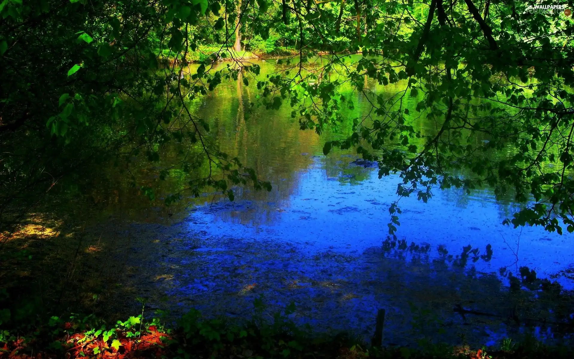 viewes, lake, trees