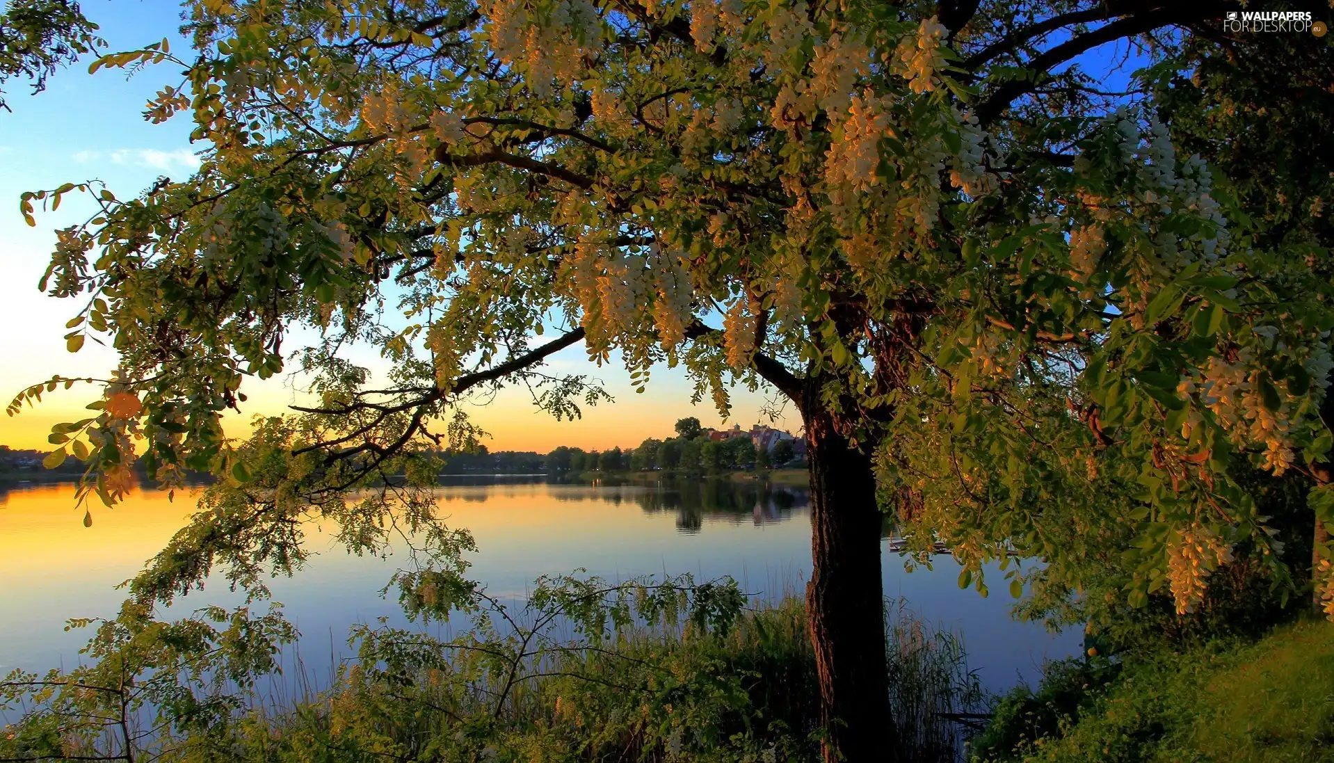 viewes, lake, trees