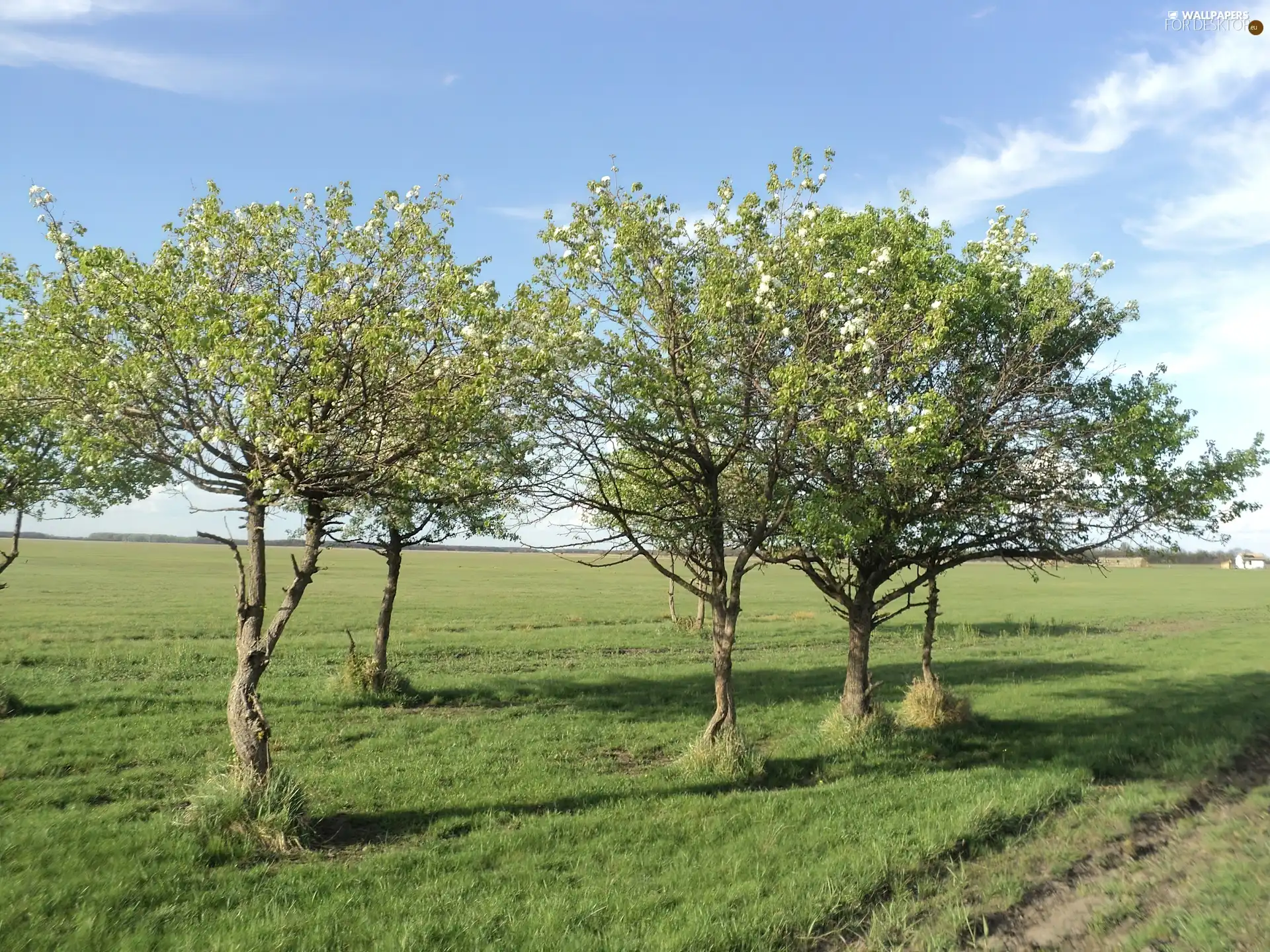 viewes, Meadow, trees