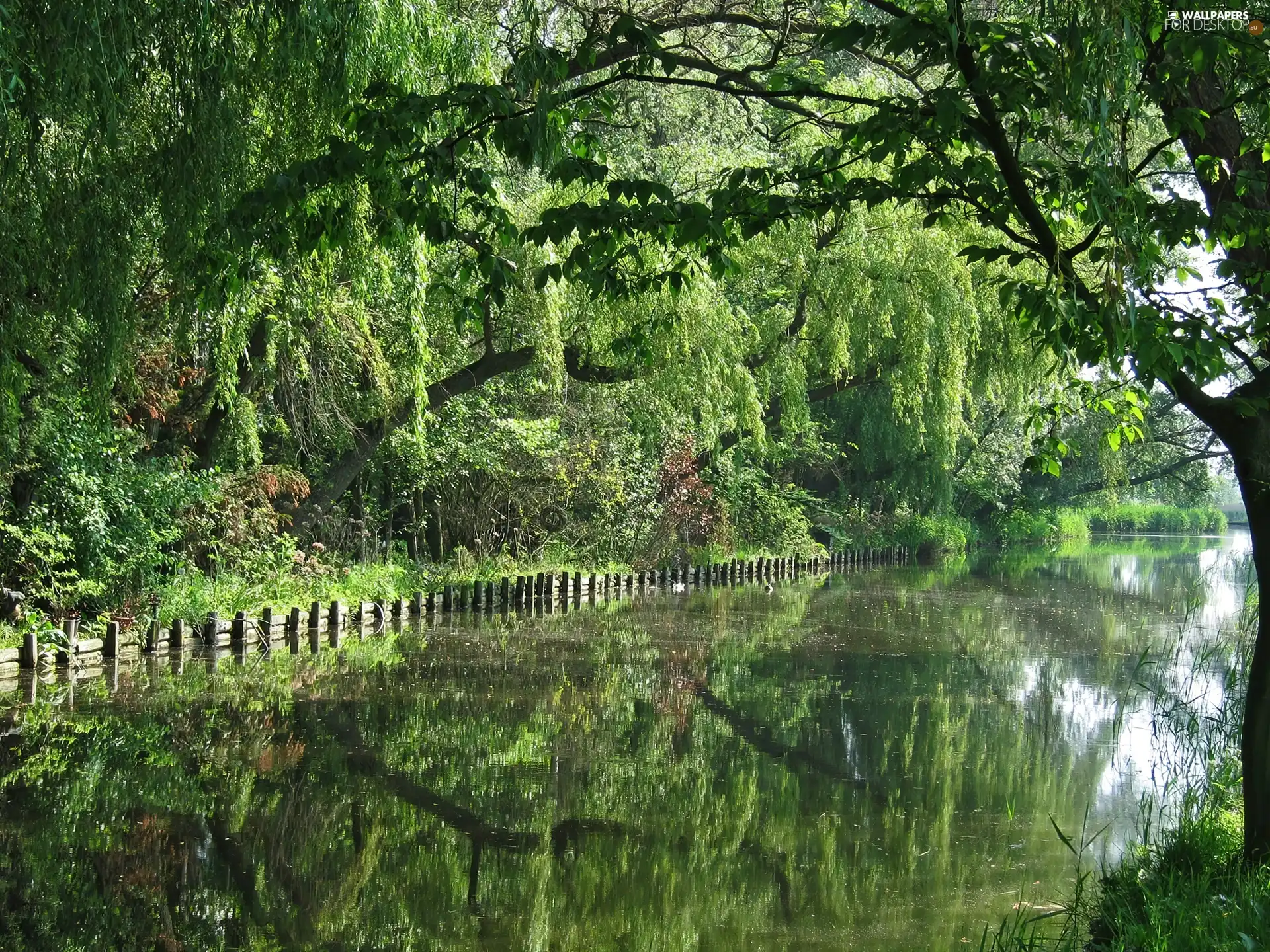 viewes, River, trees