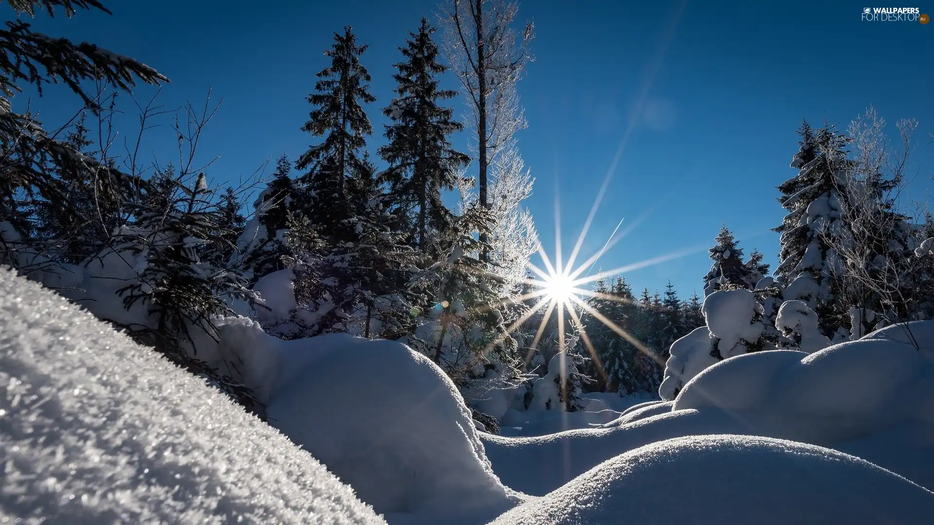 snow, rays of the Sun, trees, viewes, winter