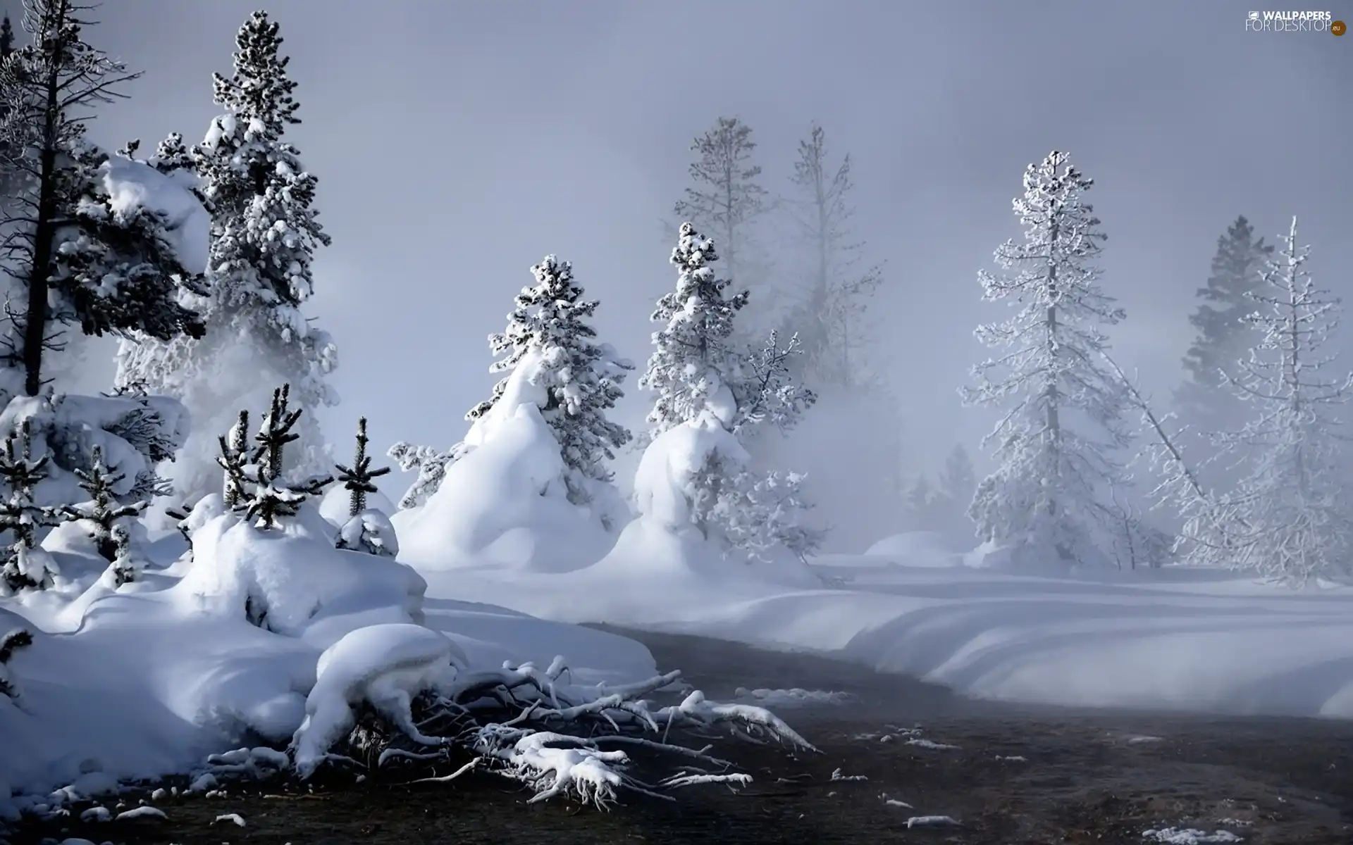 viewes, snowy, trees