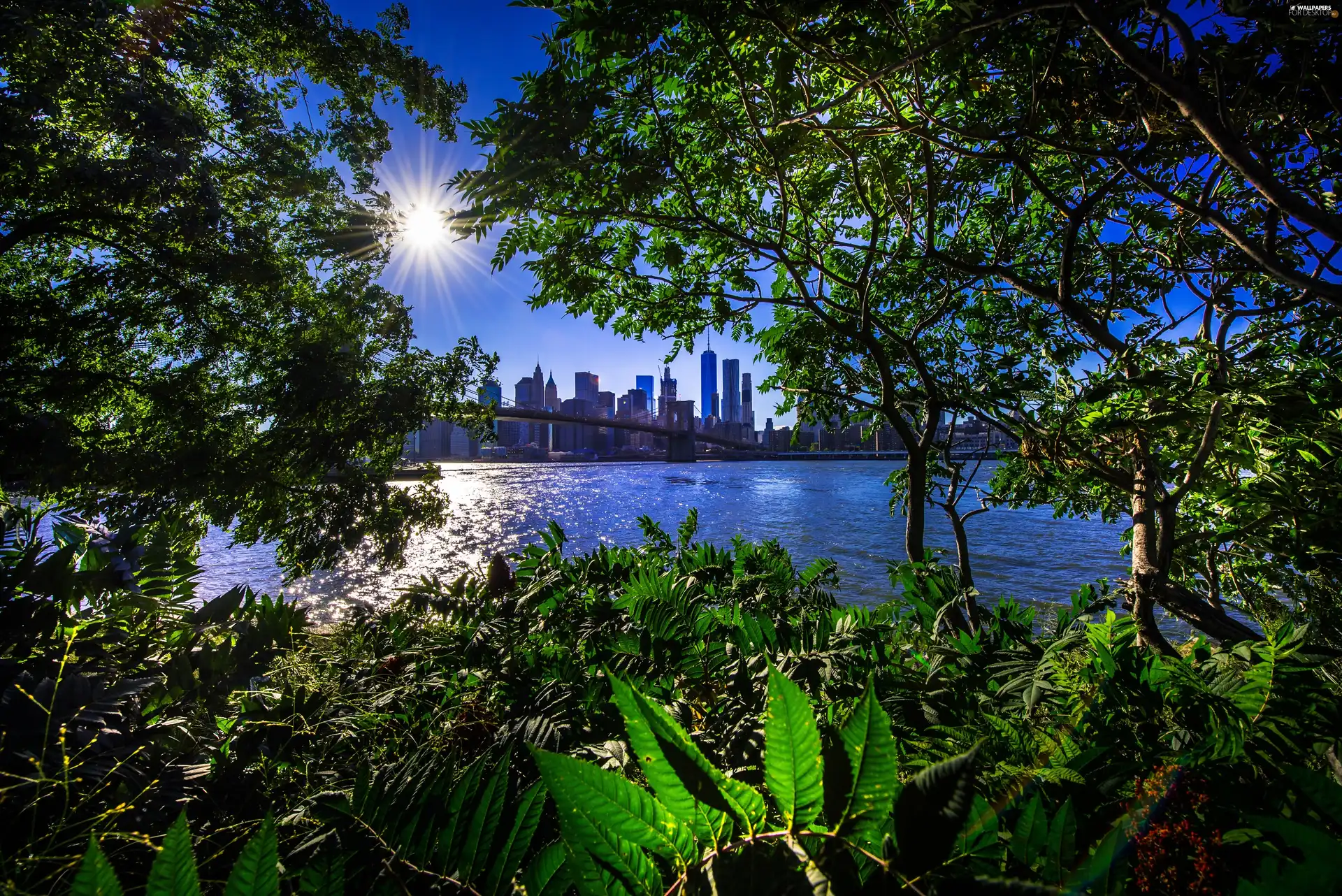 viewes, New York, Sunrise, Brooklyn Bridge, Gulf, trees