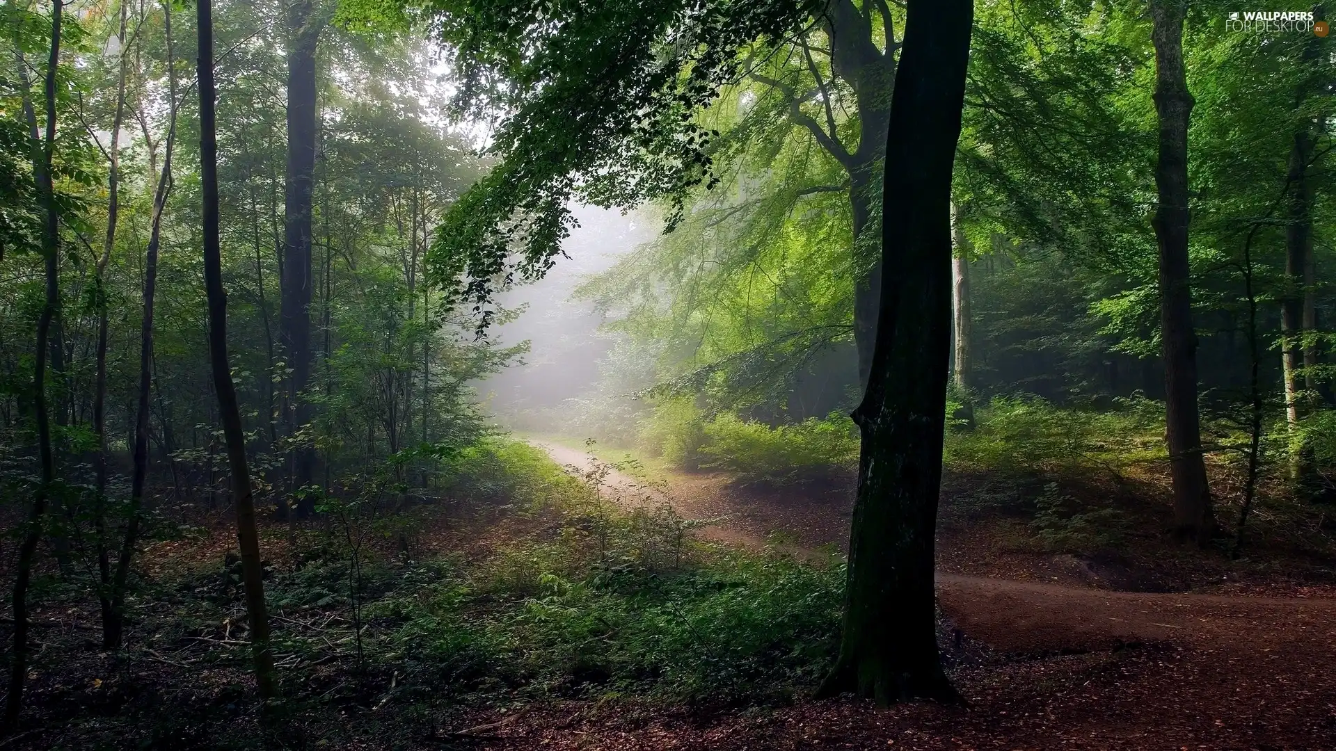 Fog, trees, trees, viewes, forest, Path, viewes