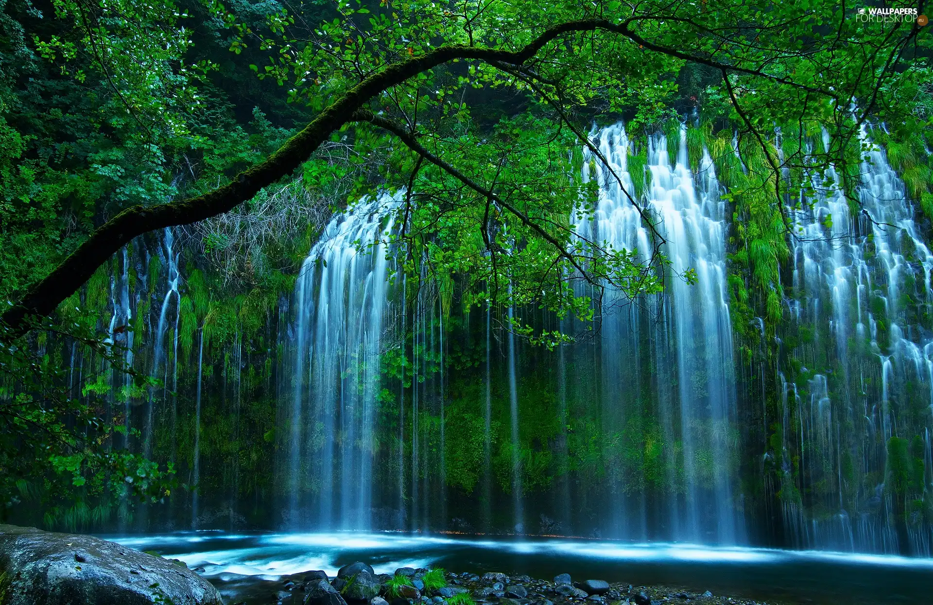 Viewes Waterfall Trees For Desktop Wallpapers 1920x1245