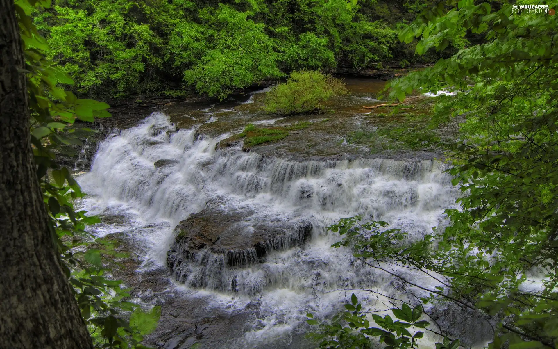 waterfall, trees, viewes, forest