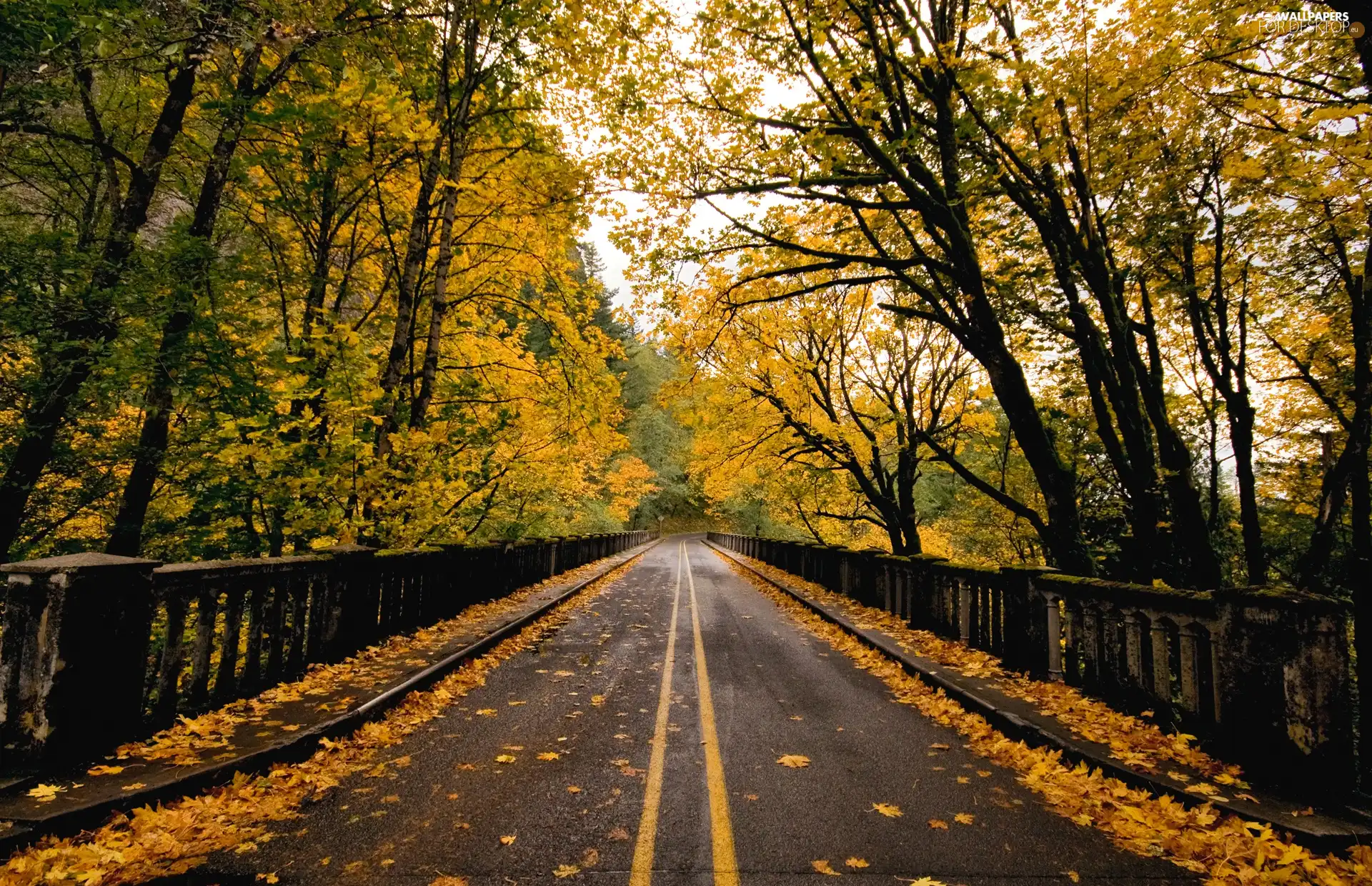 Way, trees, viewes, autumn