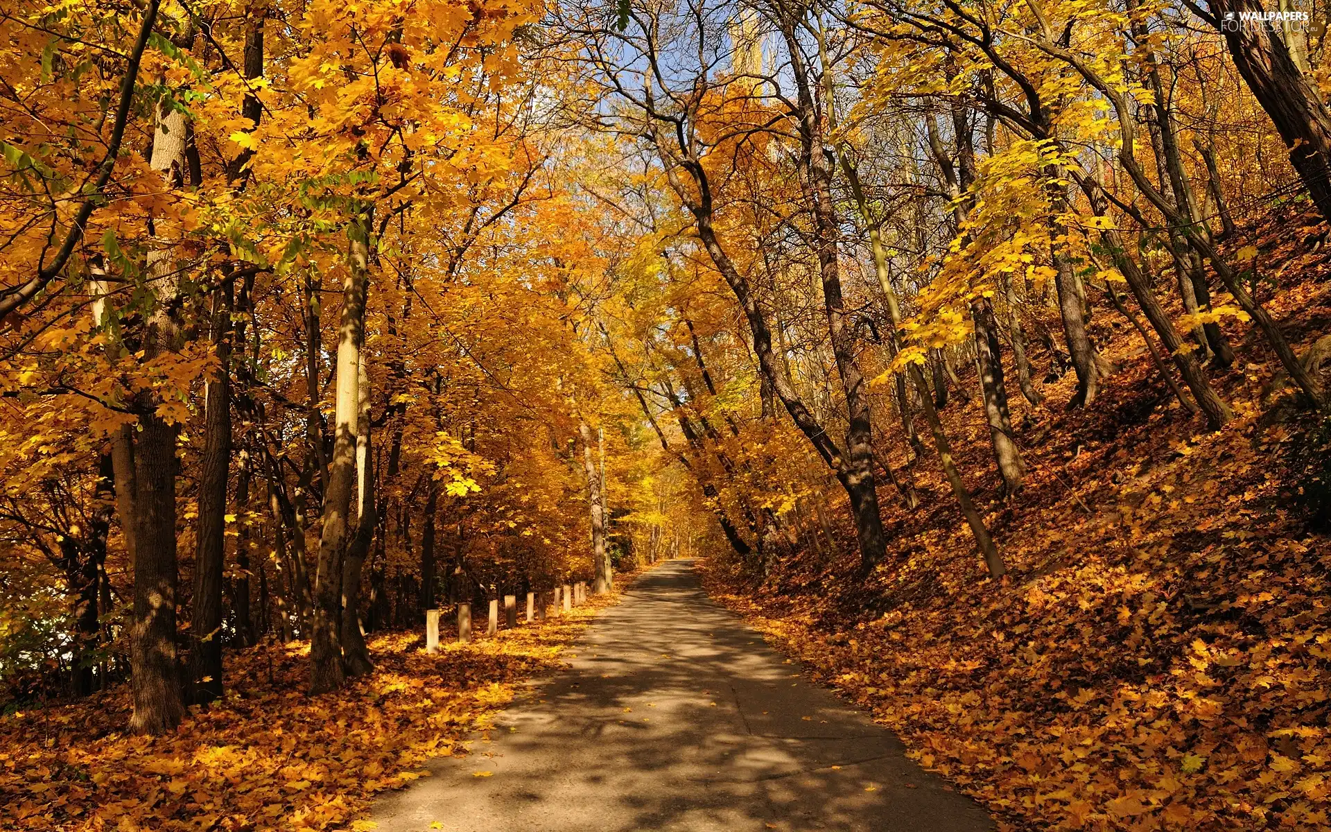 Way, trees, viewes, Leaf