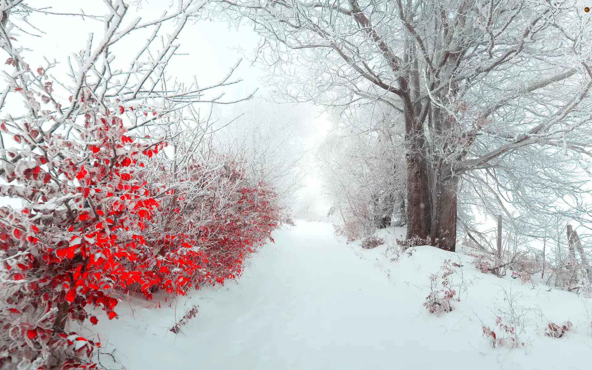 Way, trees, viewes, snow