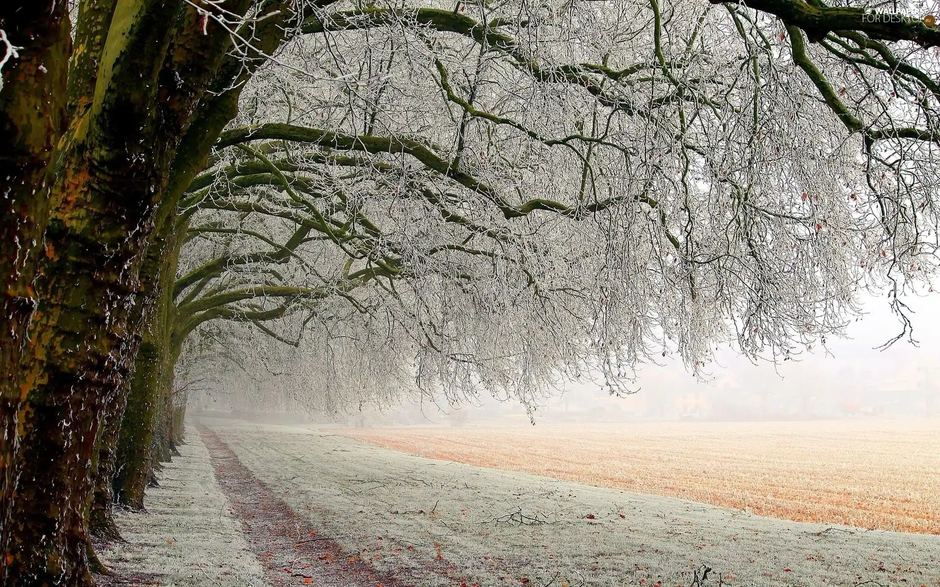 Way, trees, viewes, Snowy