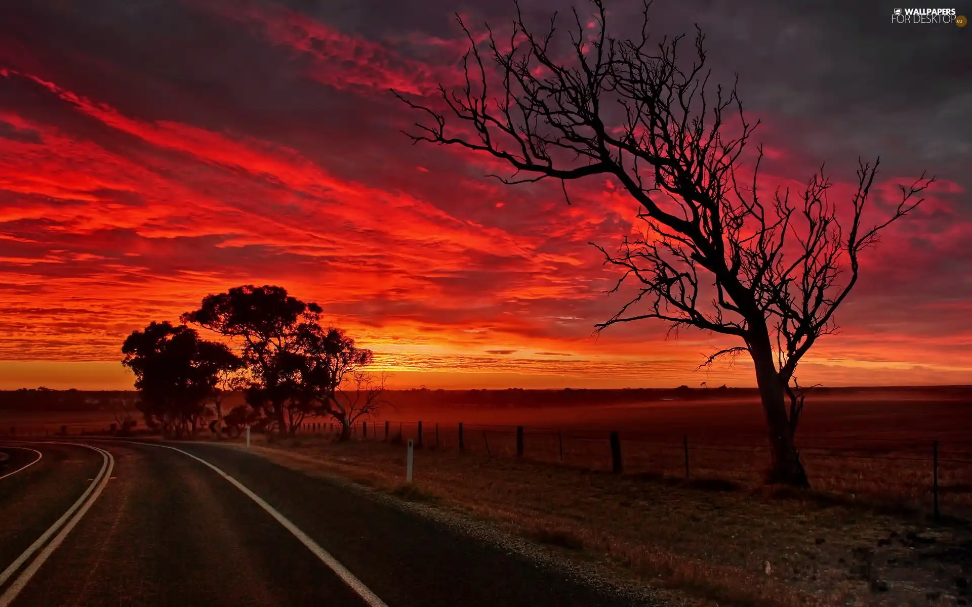 viewes, Way, sun, trees, west