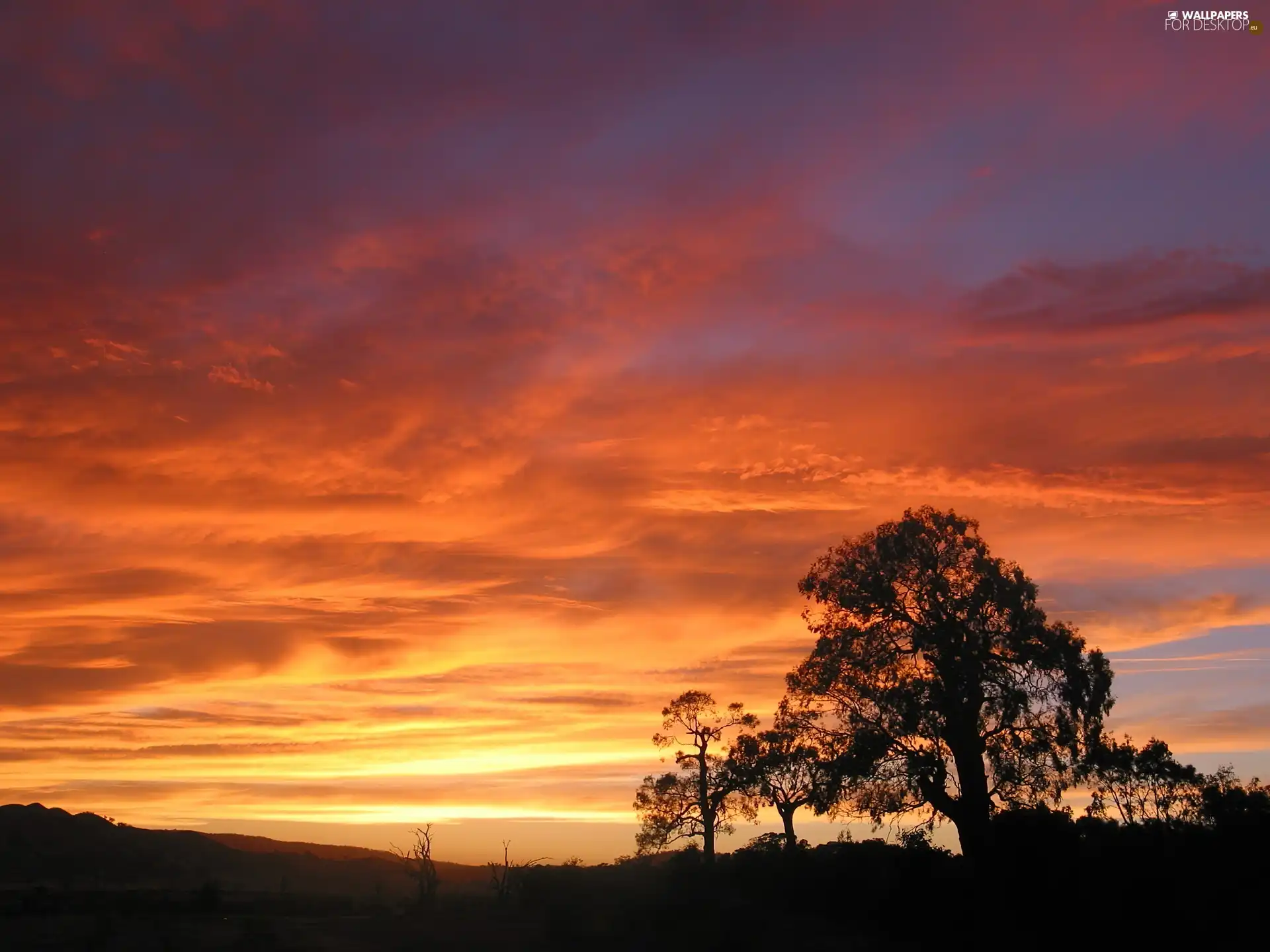 west, trees, viewes, sun