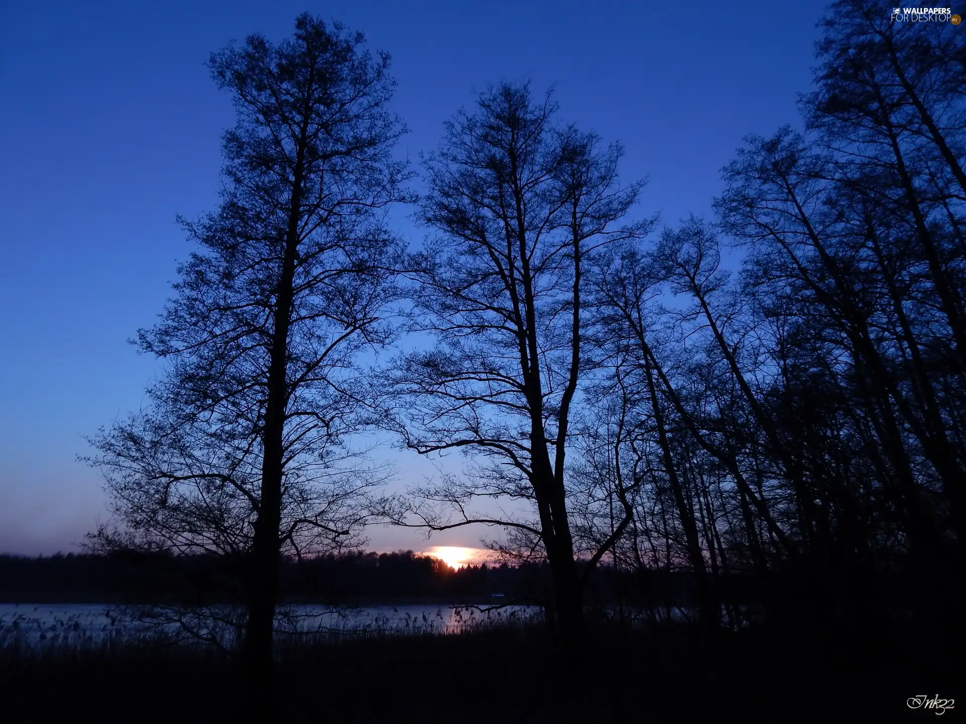 west, trees, viewes, sun