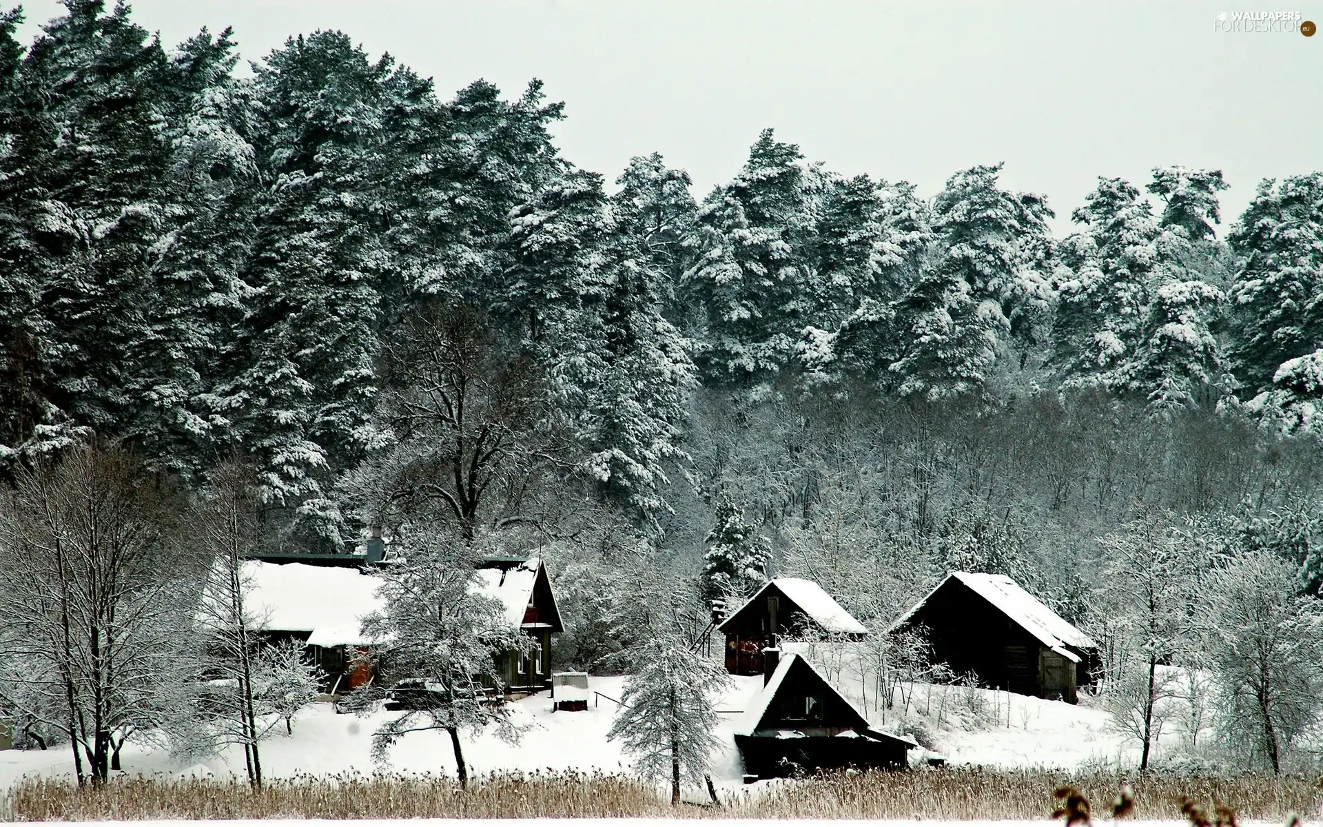 viewes, winter, buildings, trees, forest