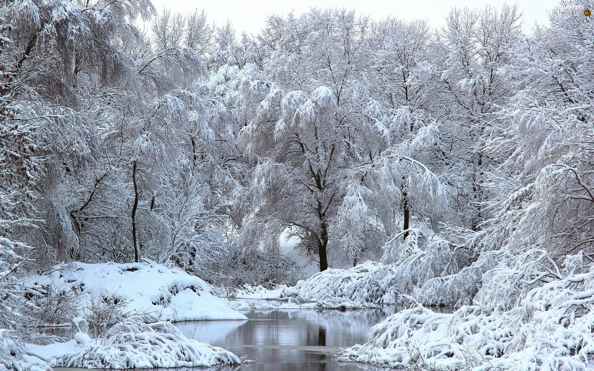 viewes, winter, River, trees, forest