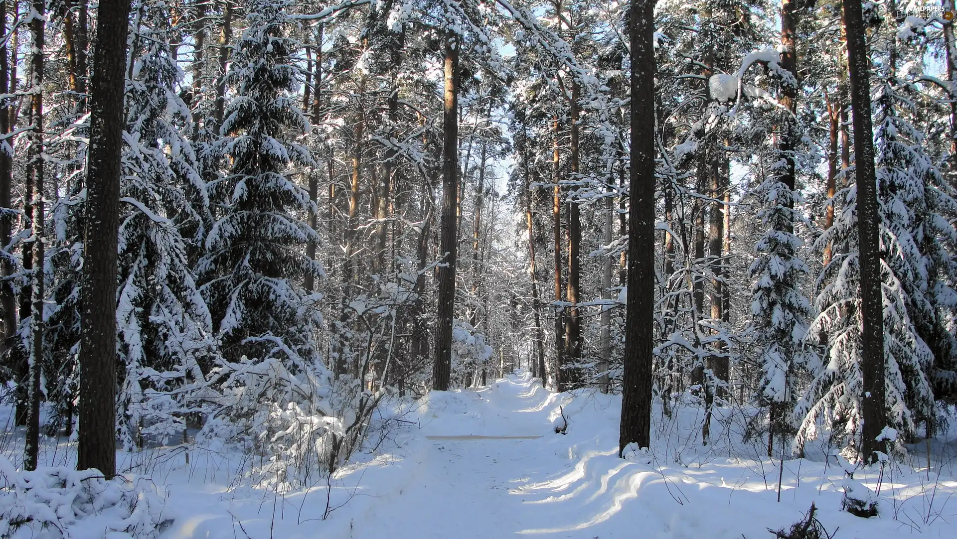 viewes, winter, Way, trees, forest