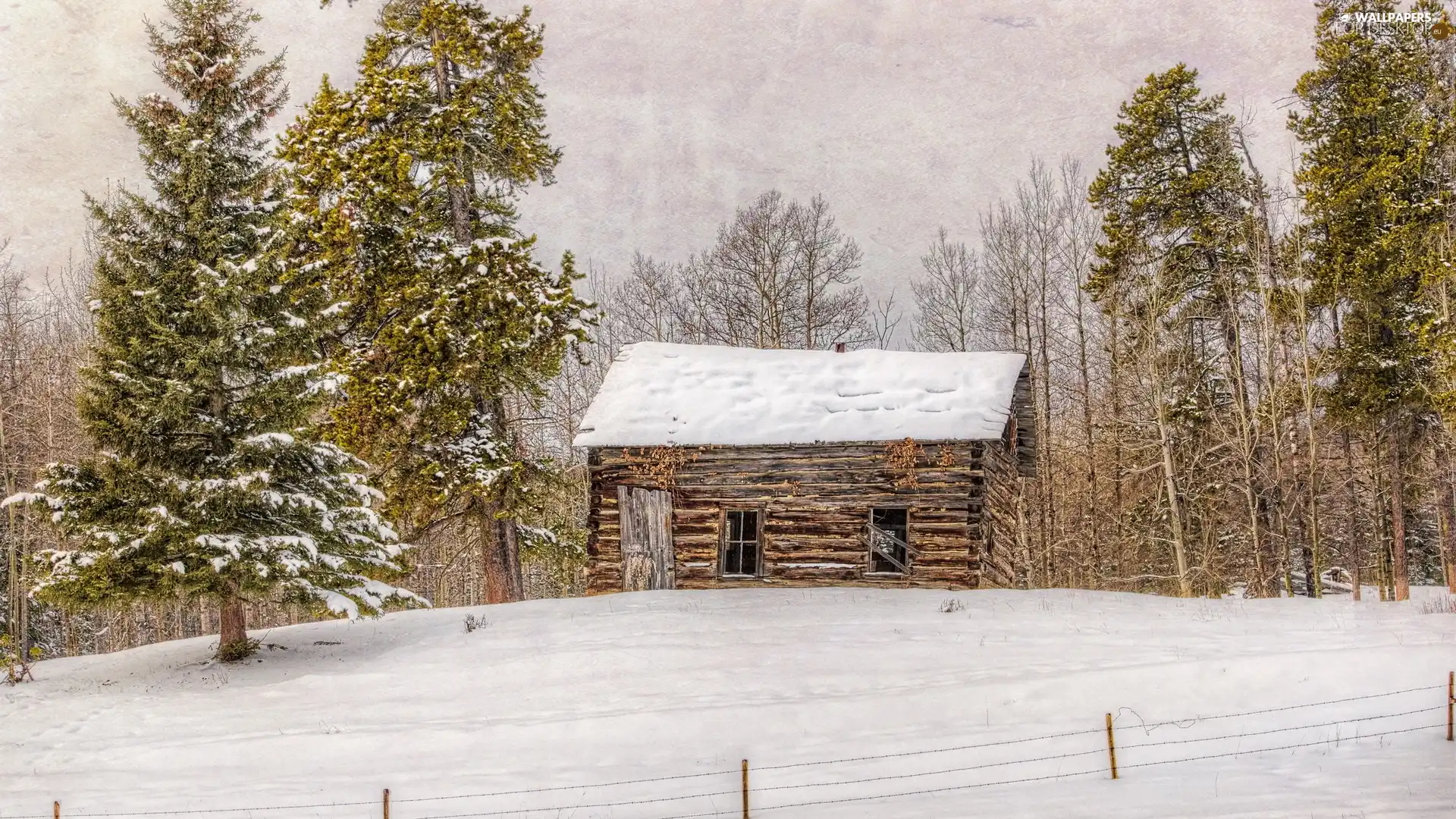 winter, trees, viewes, cote