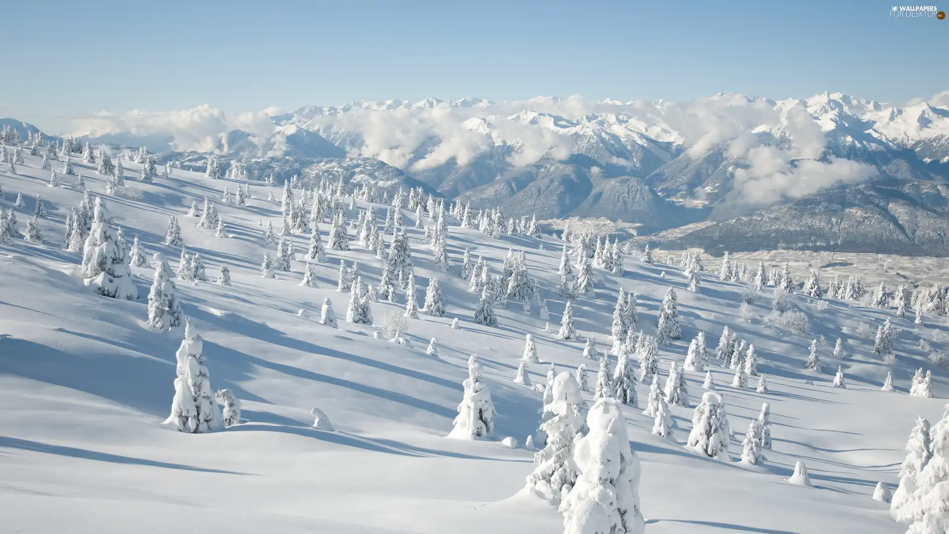 winter, trees, viewes, snow