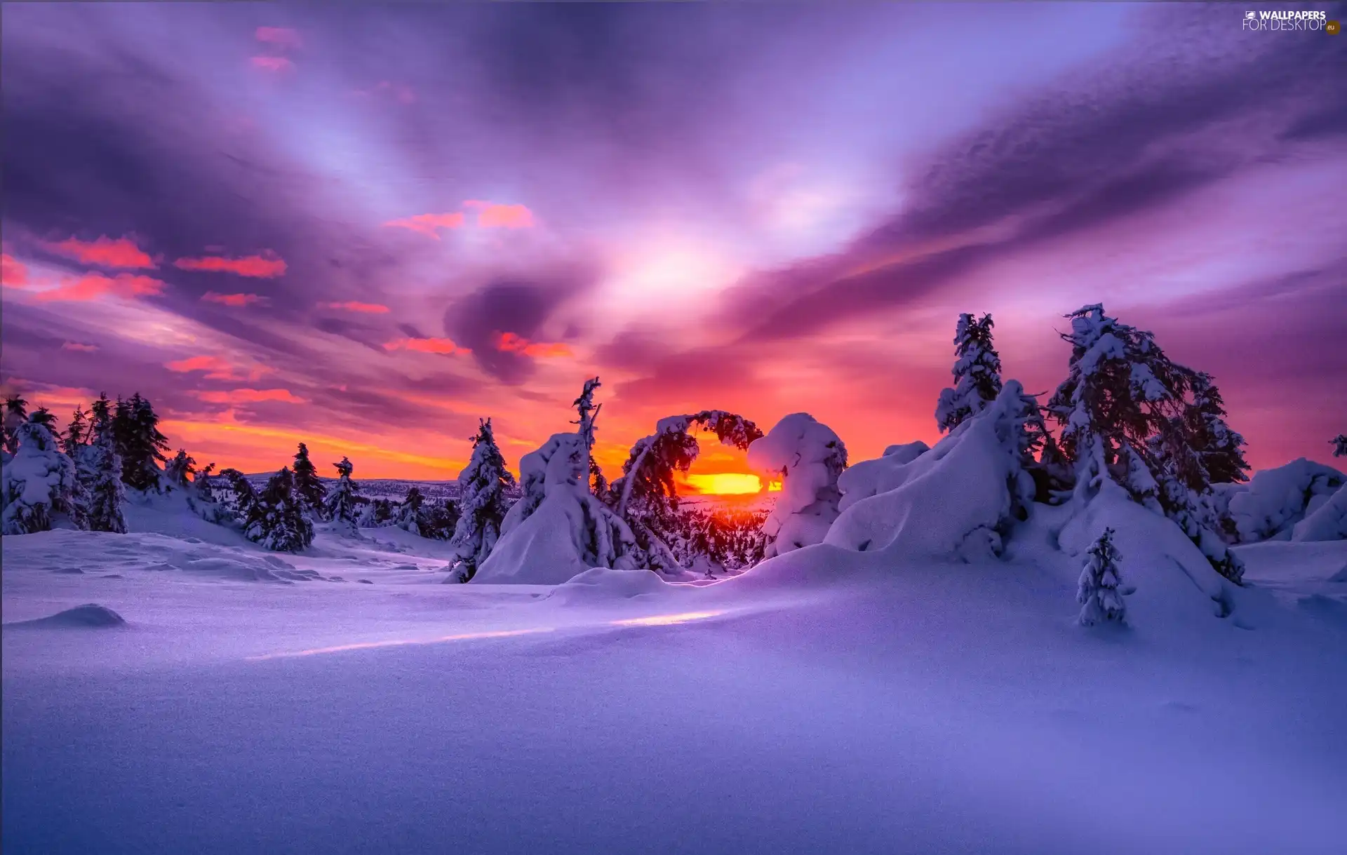 winter, trees, viewes, Sunrise