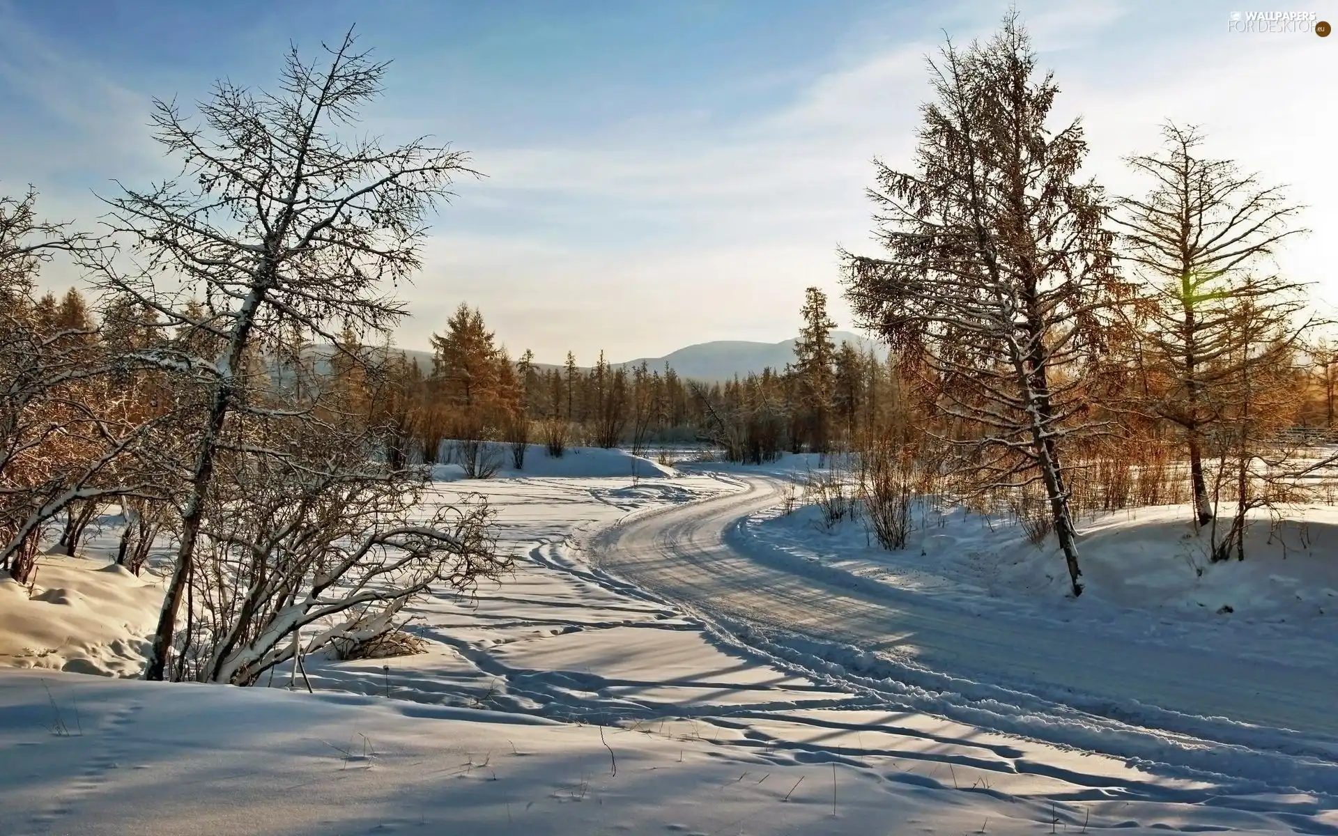 winter, trees, viewes, Way