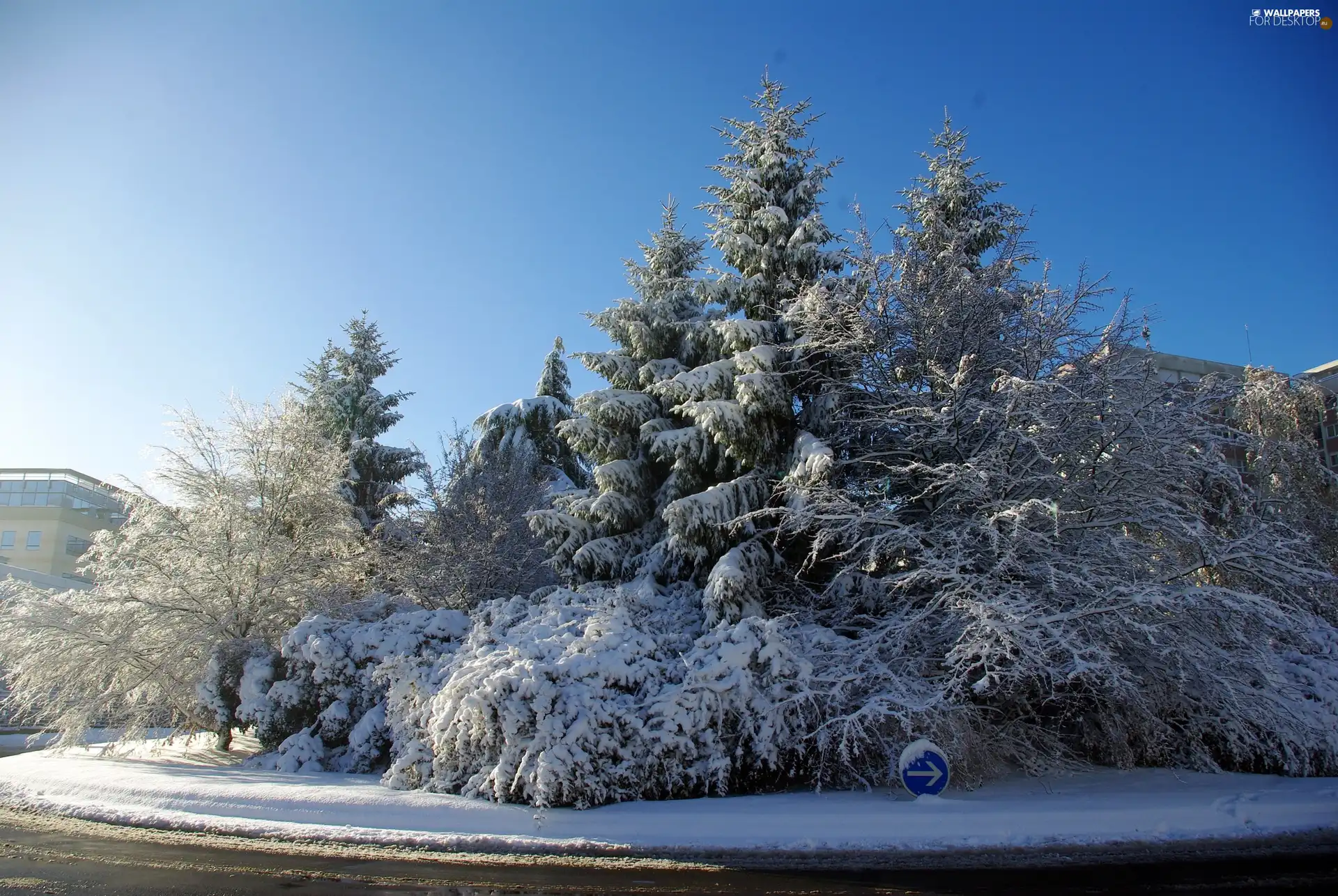 viewes, winter, Snowy, trees, Way