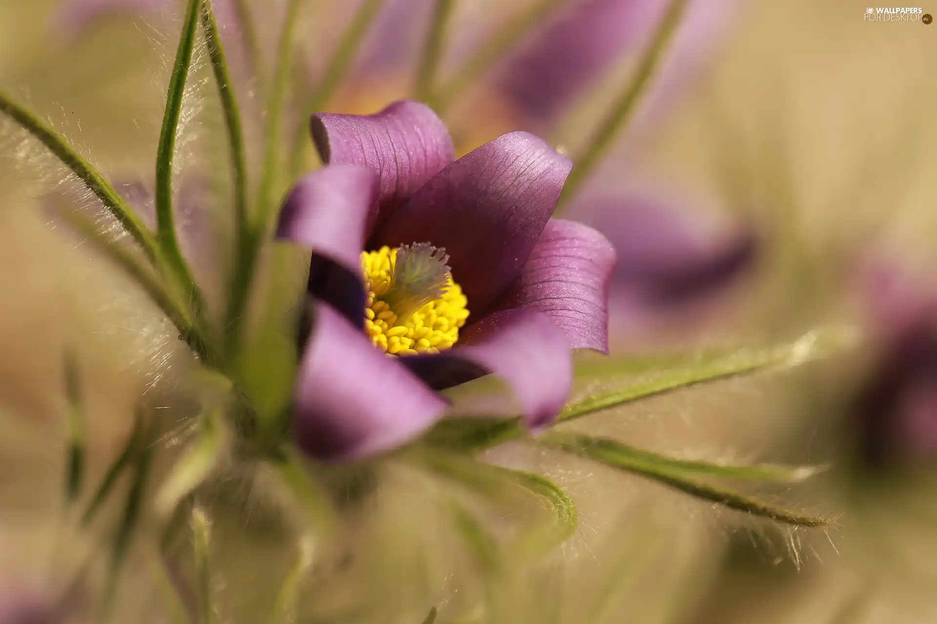 Colourfull Flowers, pasque, Violet