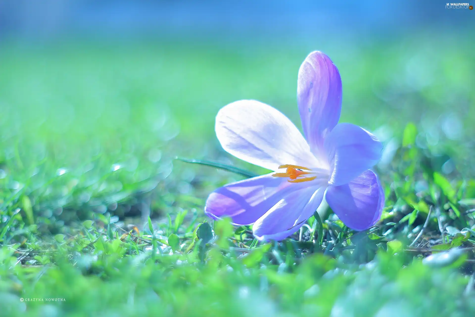 Colourfull Flowers, crocus, Violet