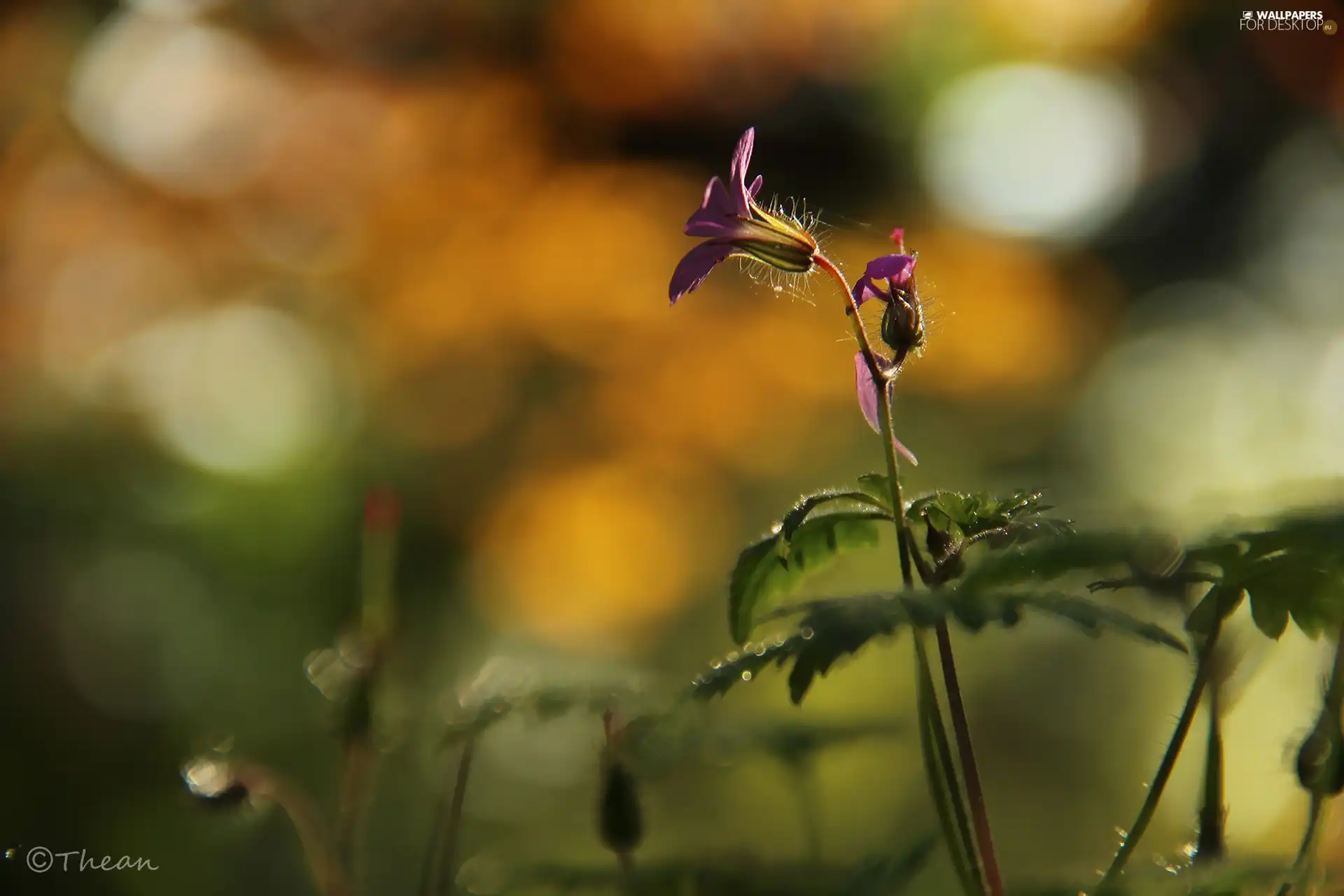 Colourfull Flowers, small, Violet