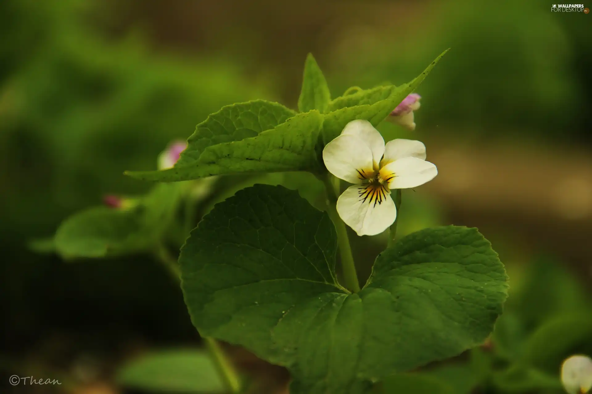 Colourfull Flowers, White, violet