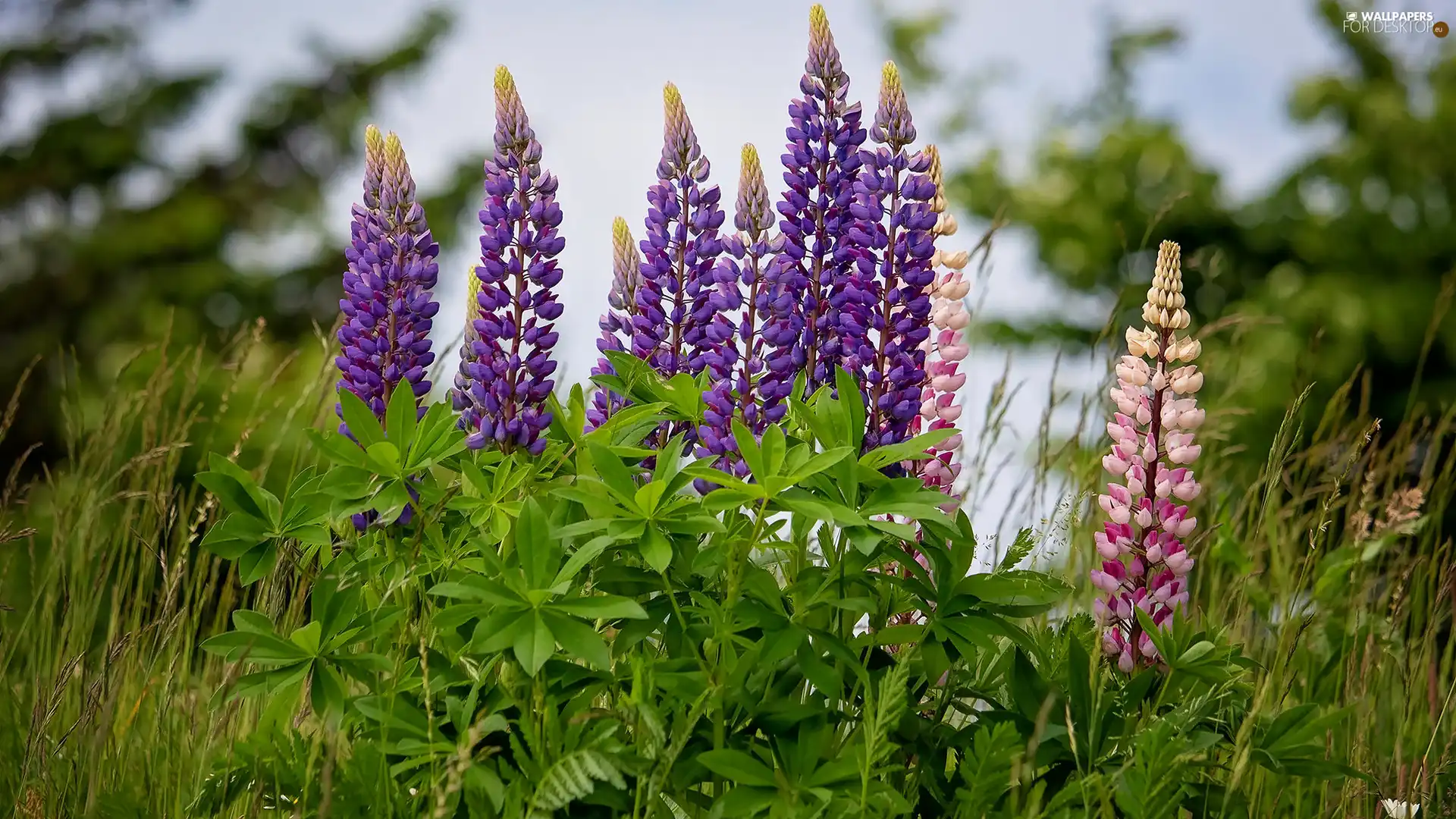 Flowers, Pink, lupine, Violet