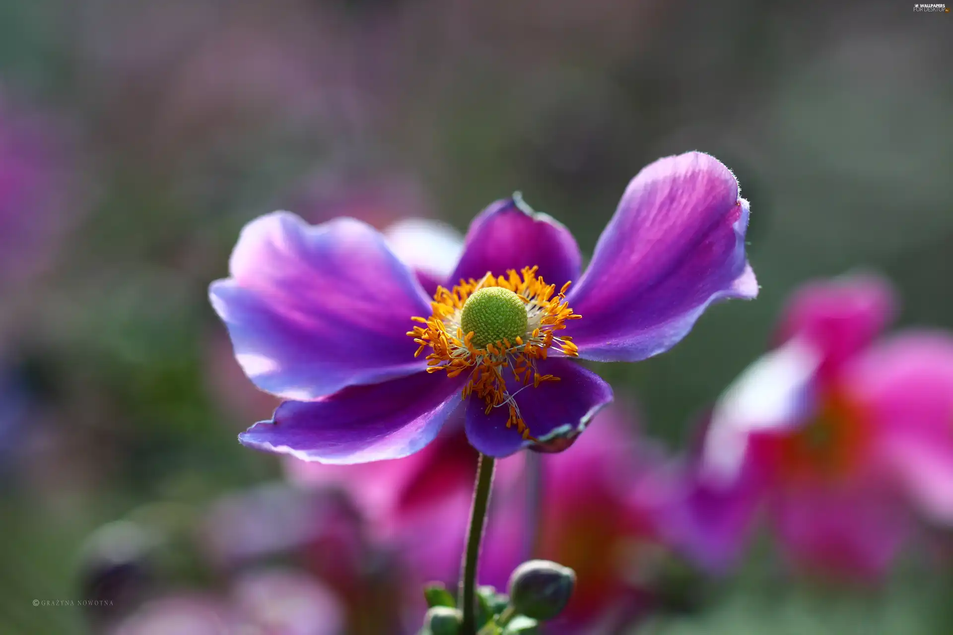 Colourfull Flowers, Japanese anemone, Violet