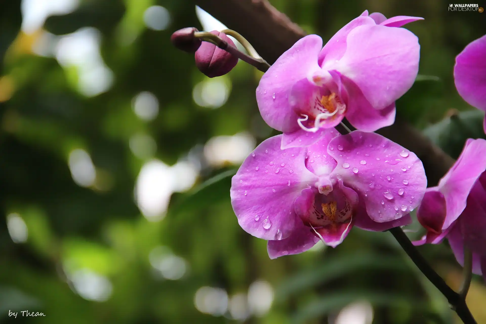 Violet, orchid, orchid