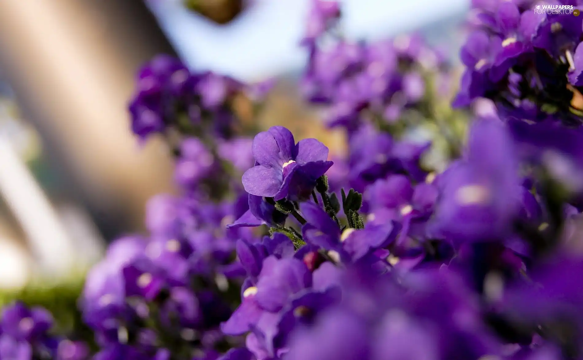 purple, Violets