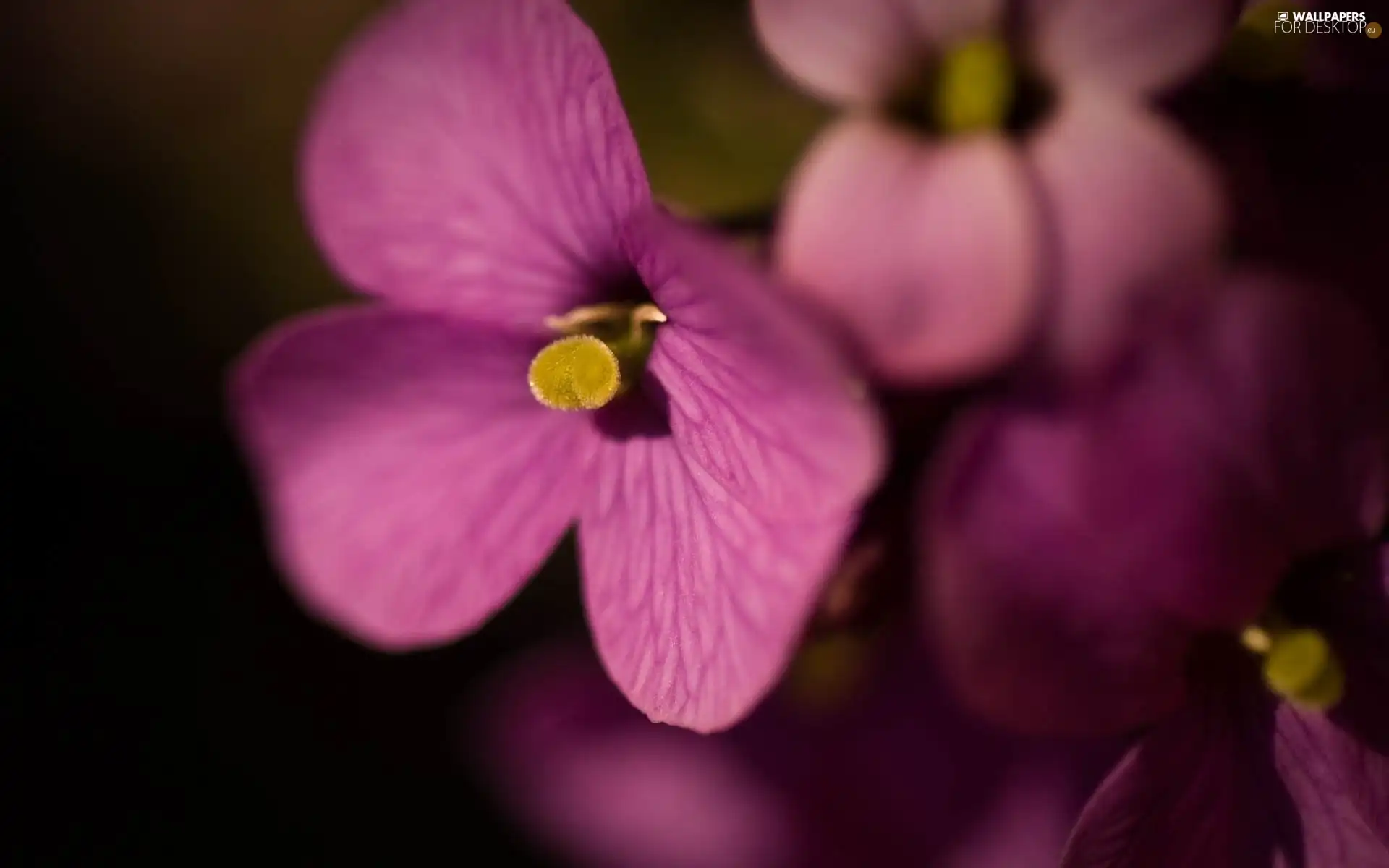 african, Pink, violet