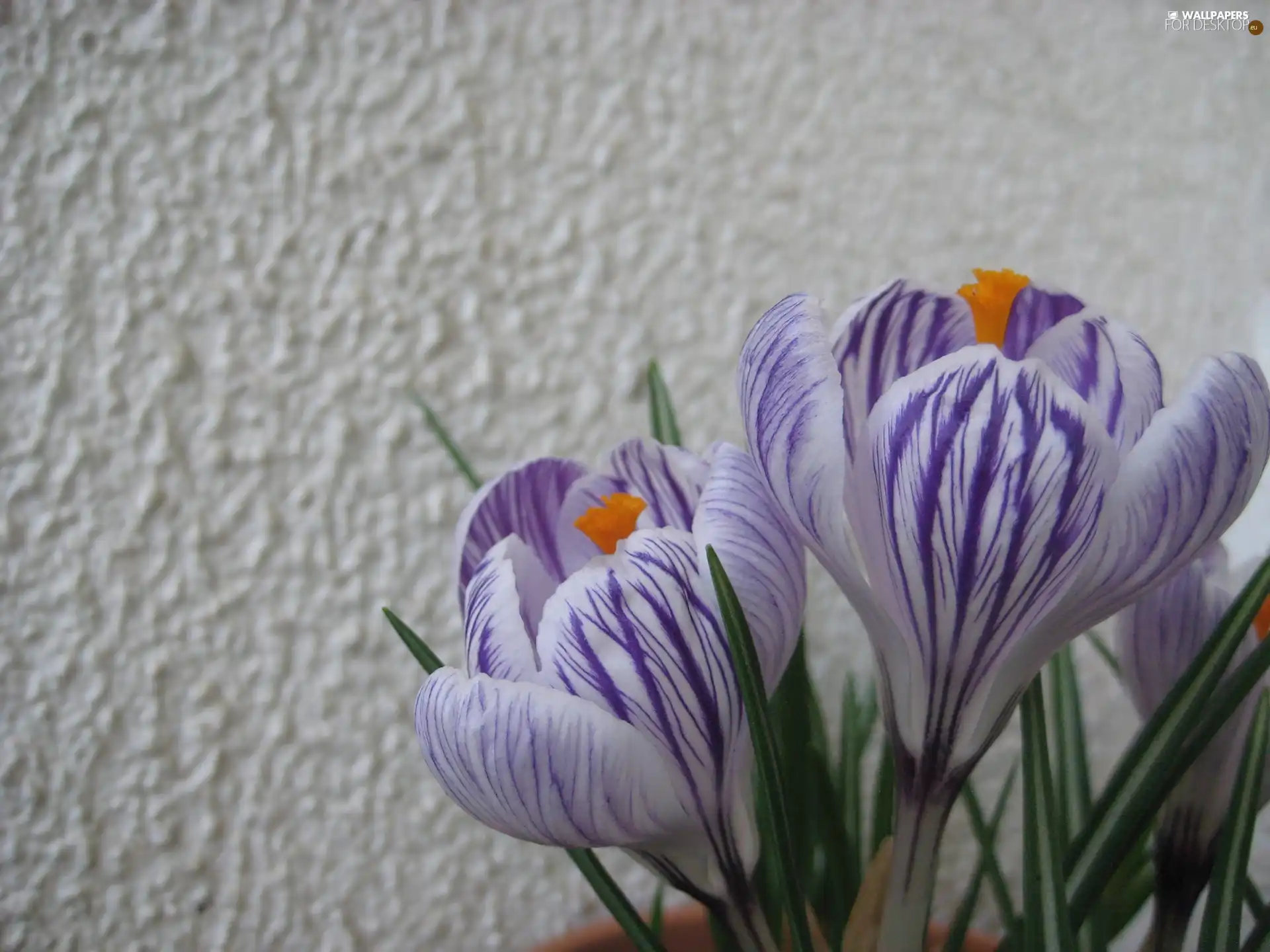 crocus, wall